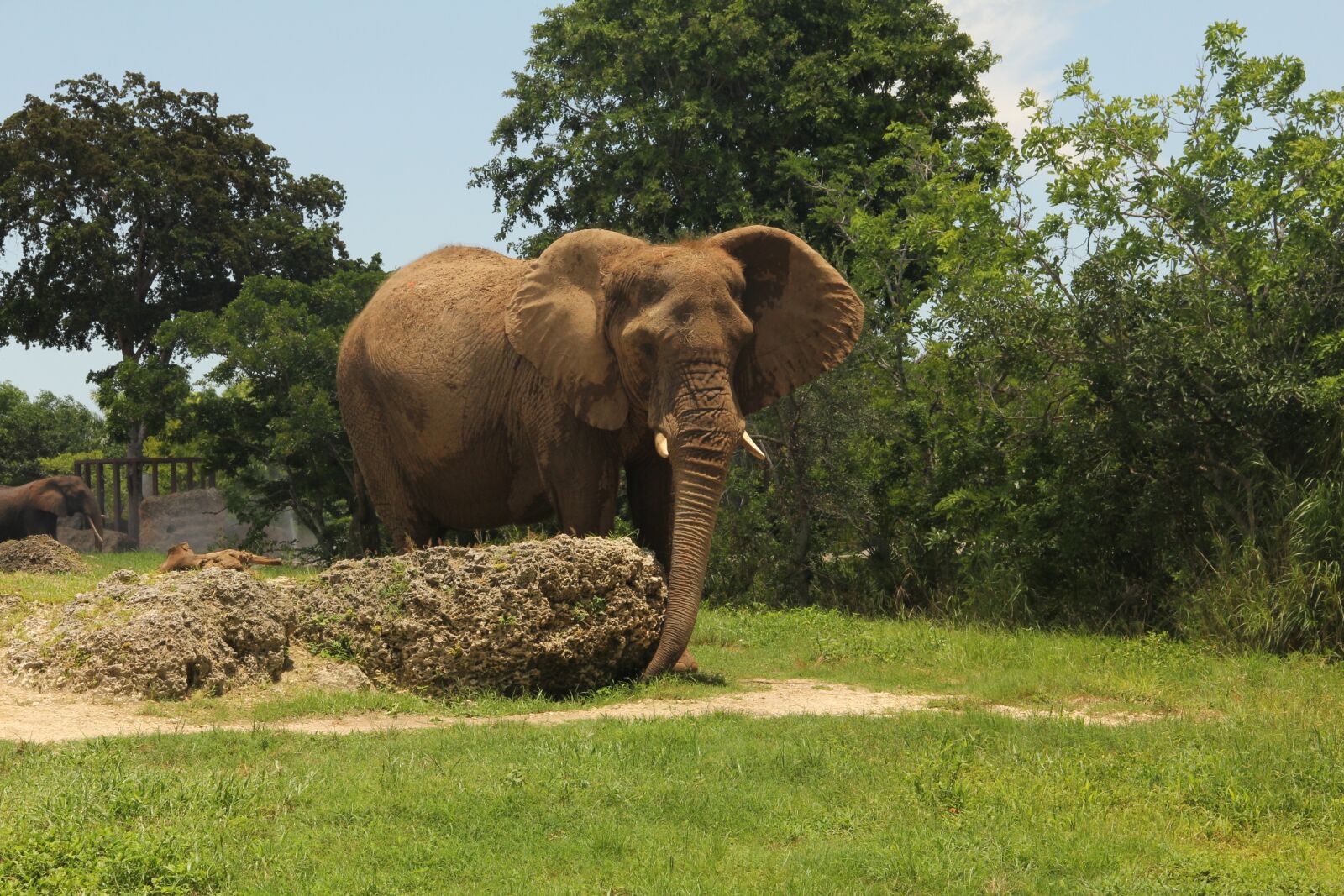 Canon EF-S 18-135mm F3.5-5.6 IS sample photo. Elephant, big, animal photography