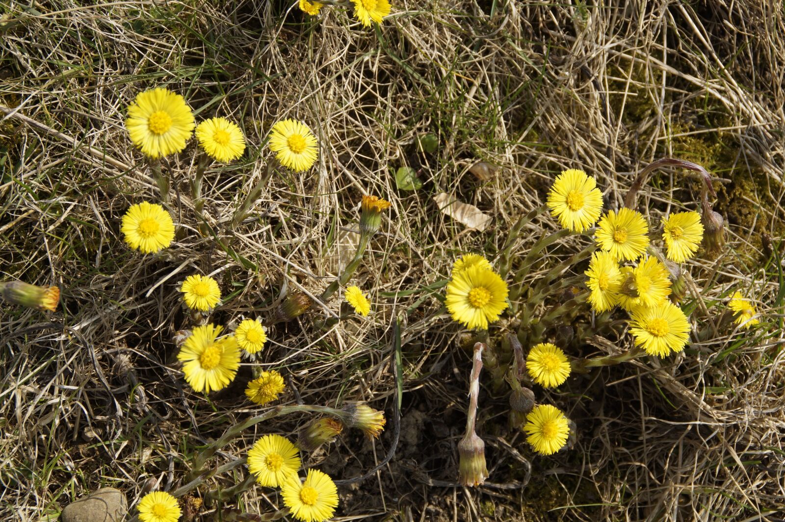 Sony SLT-A58 sample photo. Tussilago farfara, spring, cough photography