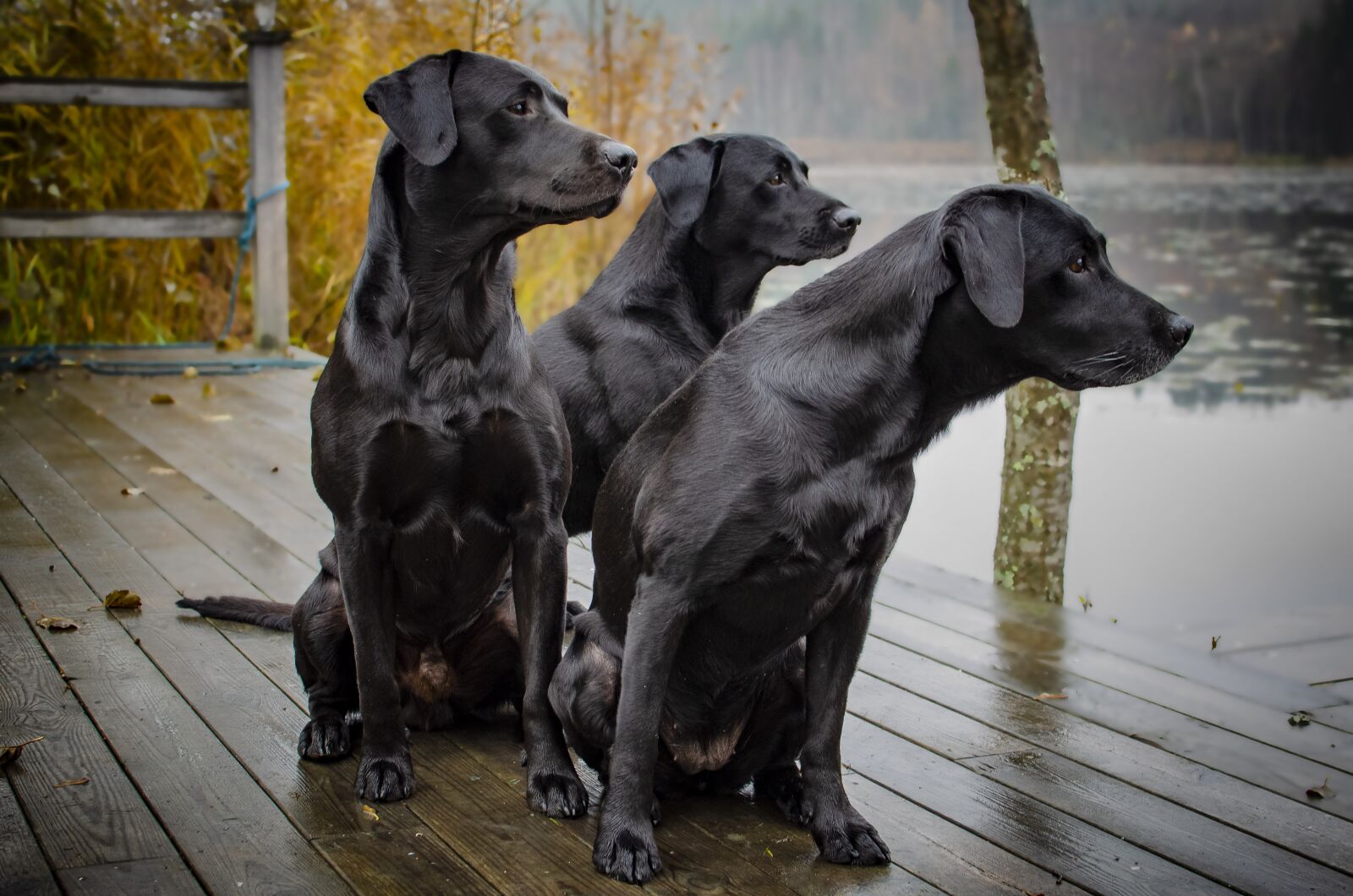 Nikon D7000 sample photo. Labrador, hunting labrador, kind photography