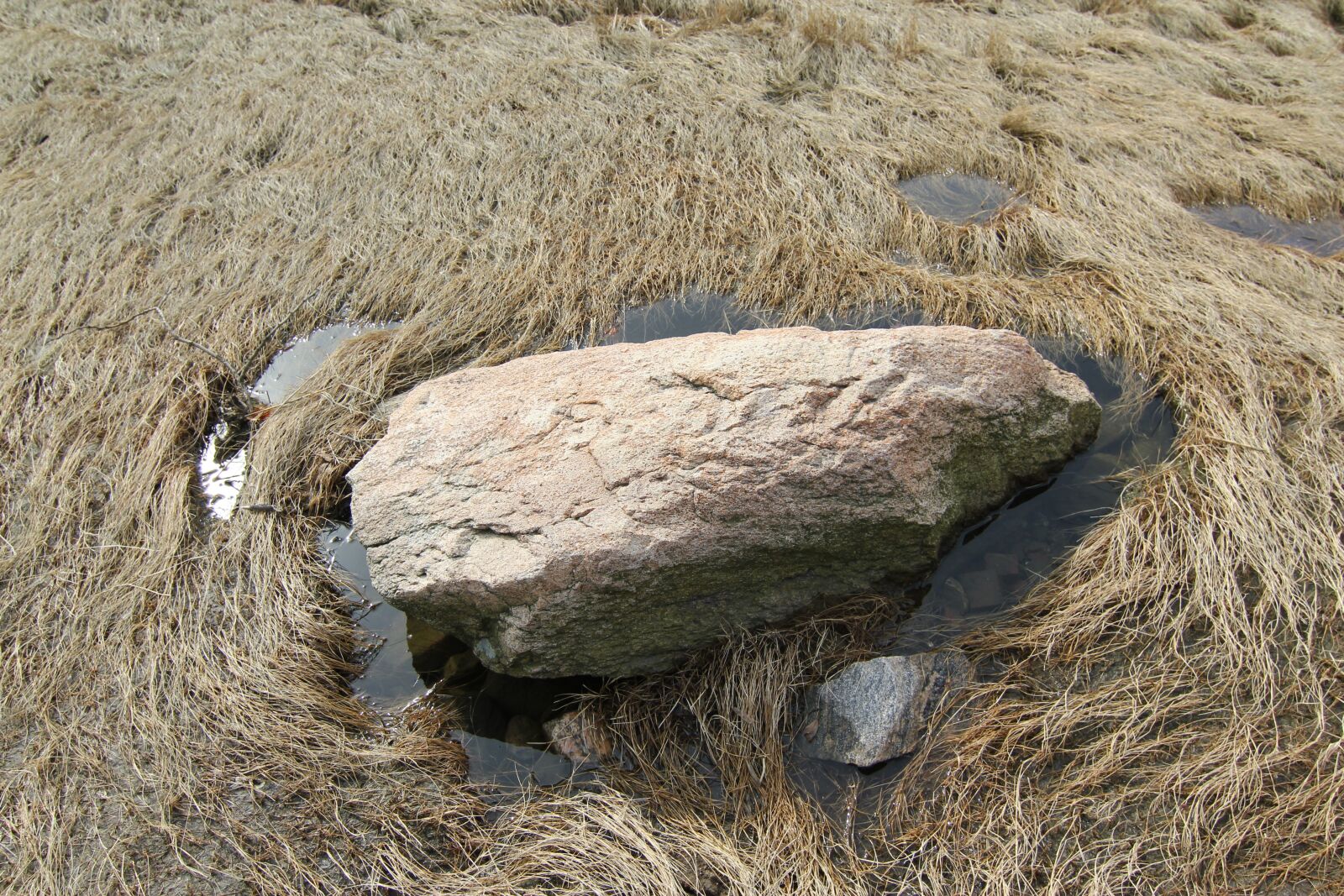 Canon EOS 550D (EOS Rebel T2i / EOS Kiss X4) sample photo. Rock, reeds, nature photography