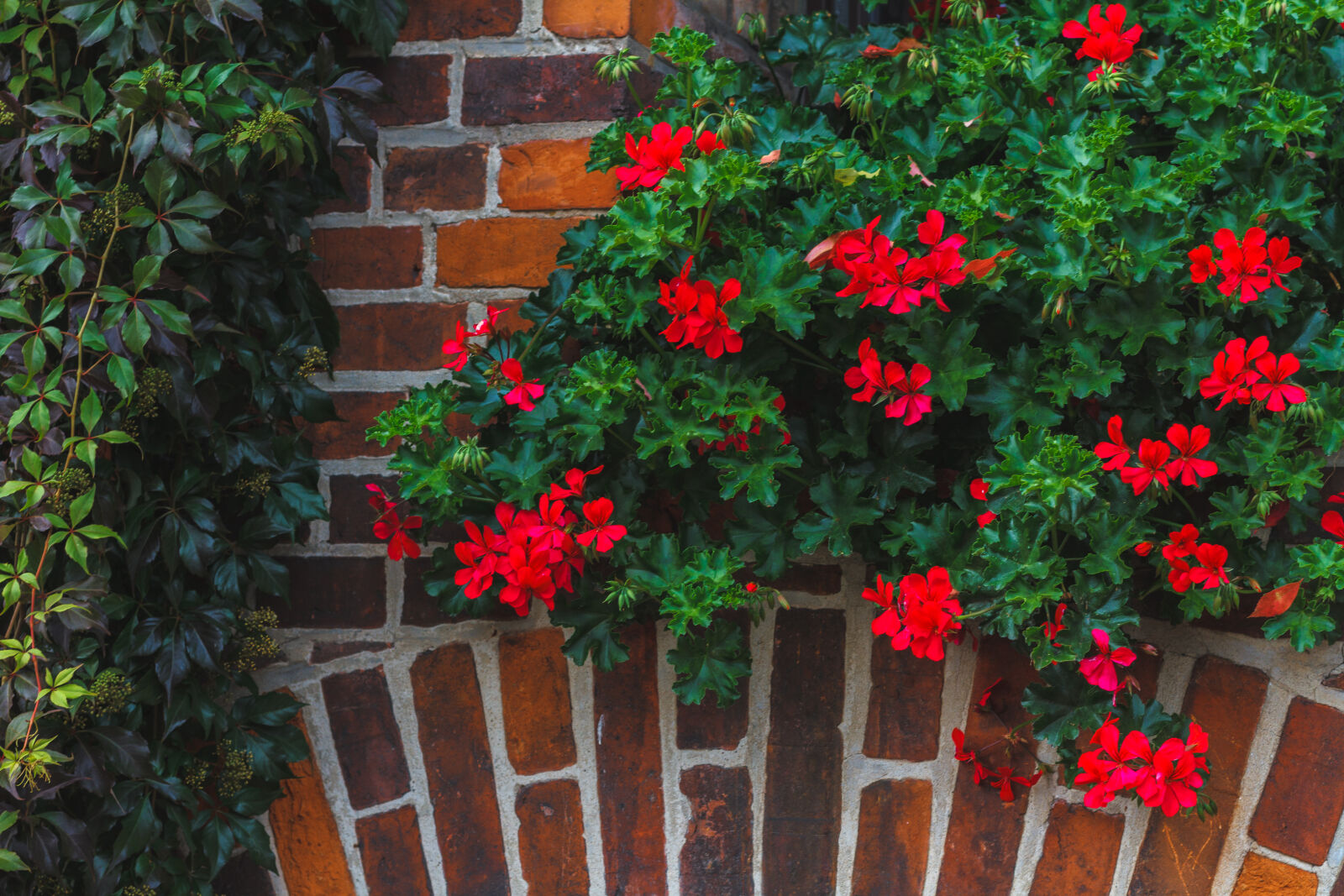 Canon EOS 7D + Canon EF 50mm F1.8 STM sample photo. Flowers, ivy, medieval, poland photography