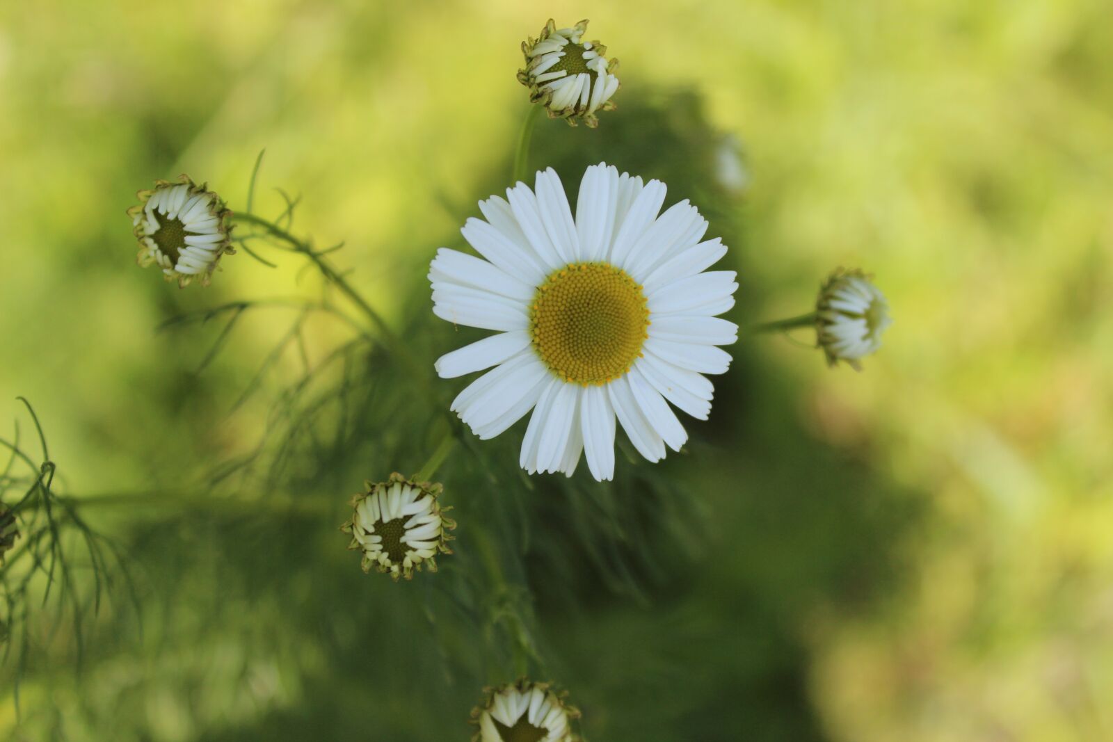 Canon EOS 600D (Rebel EOS T3i / EOS Kiss X5) sample photo. Daisy, nature, flowers photography