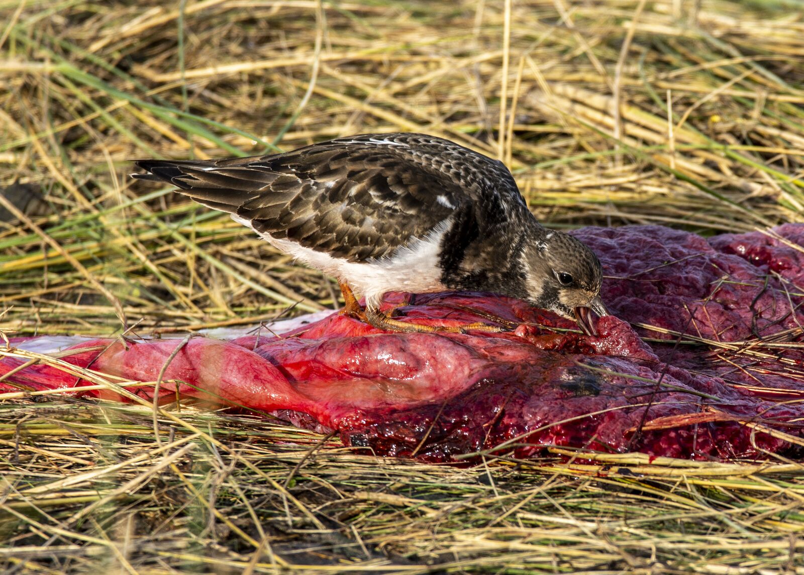 Nikon D7200 sample photo. Nature, seal, placenta photography