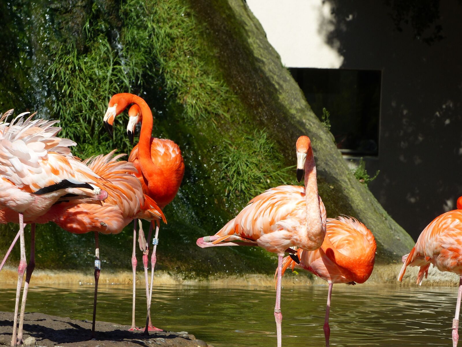 Panasonic Lumix DMC-FZ200 sample photo. Flamingo, pink, pink flamingo photography