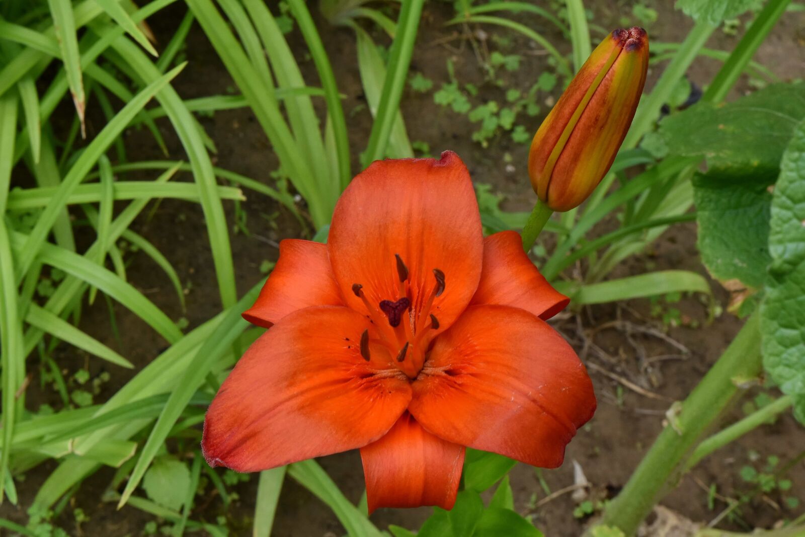 Nikon D5500 sample photo. Flower, nature, leaf, lily photography