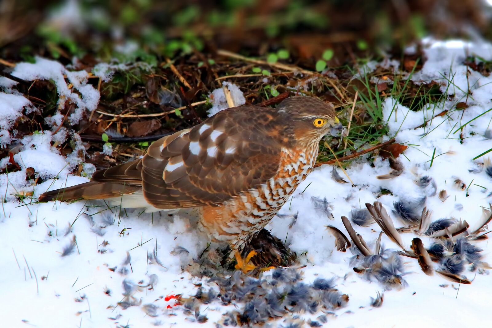 Canon EOS 70D sample photo. Sperber, males, eat photography
