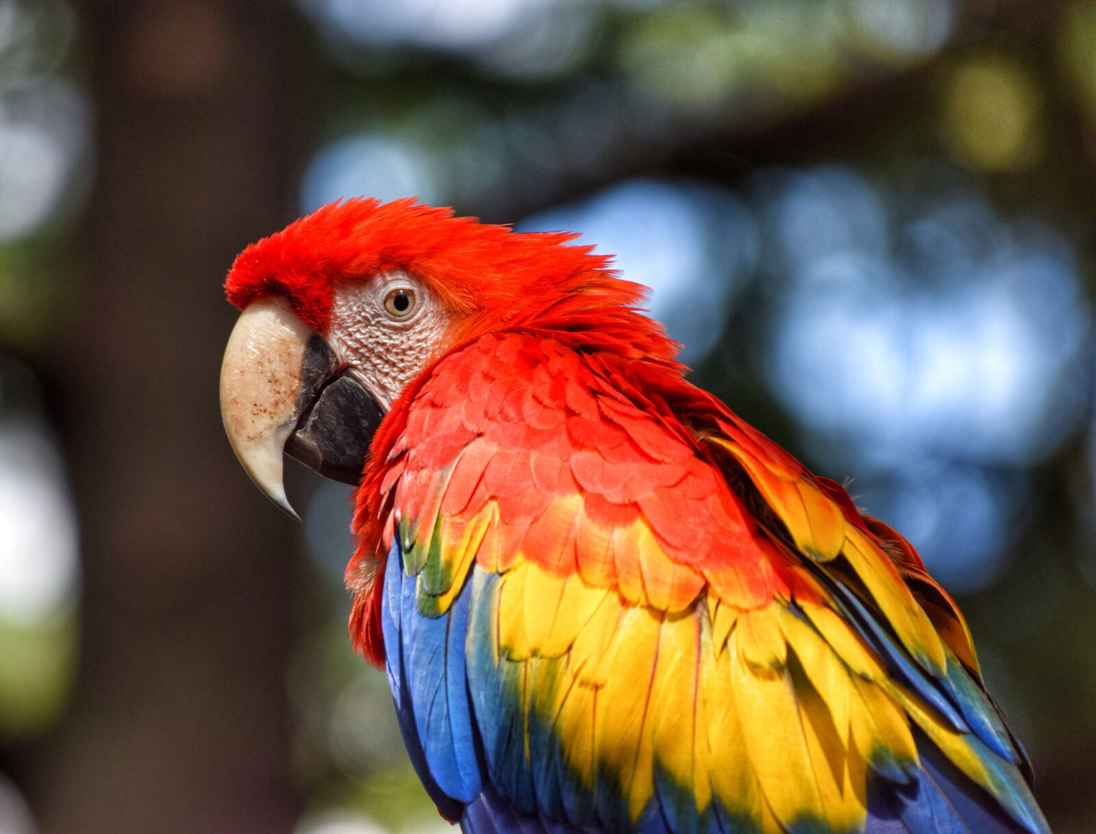 Nikon D3300 sample photo. Parrot, bird, volatile photography