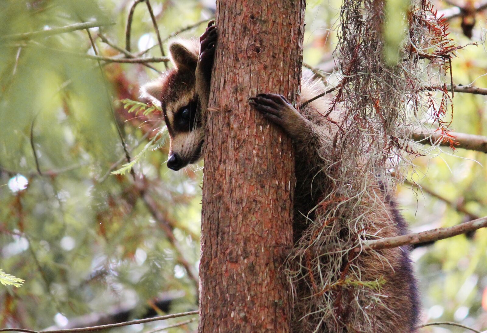 Canon EOS 600D (Rebel EOS T3i / EOS Kiss X5) sample photo. Animals, raccoon, furry photography