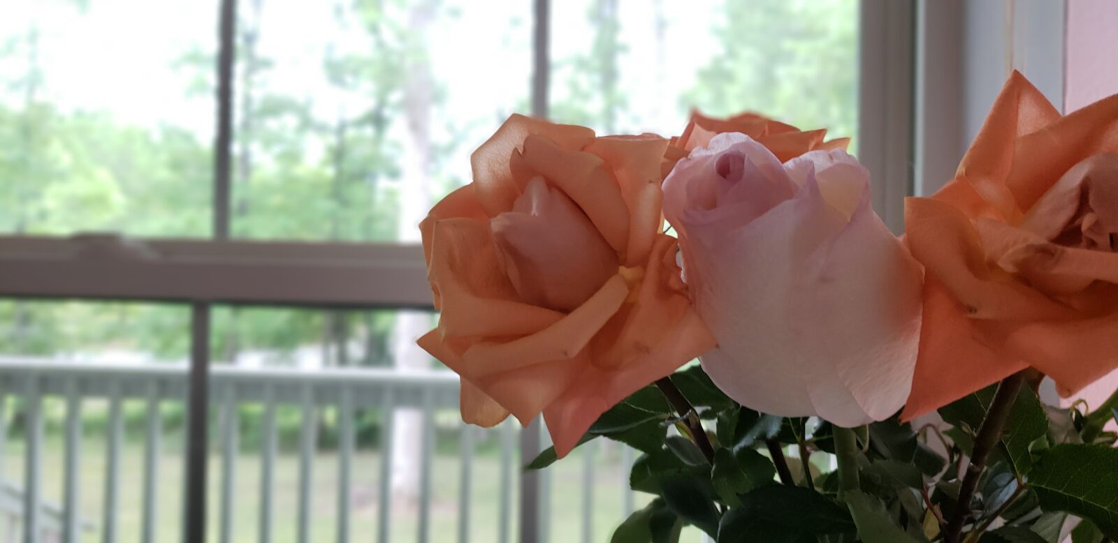 Samsung Galaxy S9 sample photo. Roses, orange rose, peach photography
