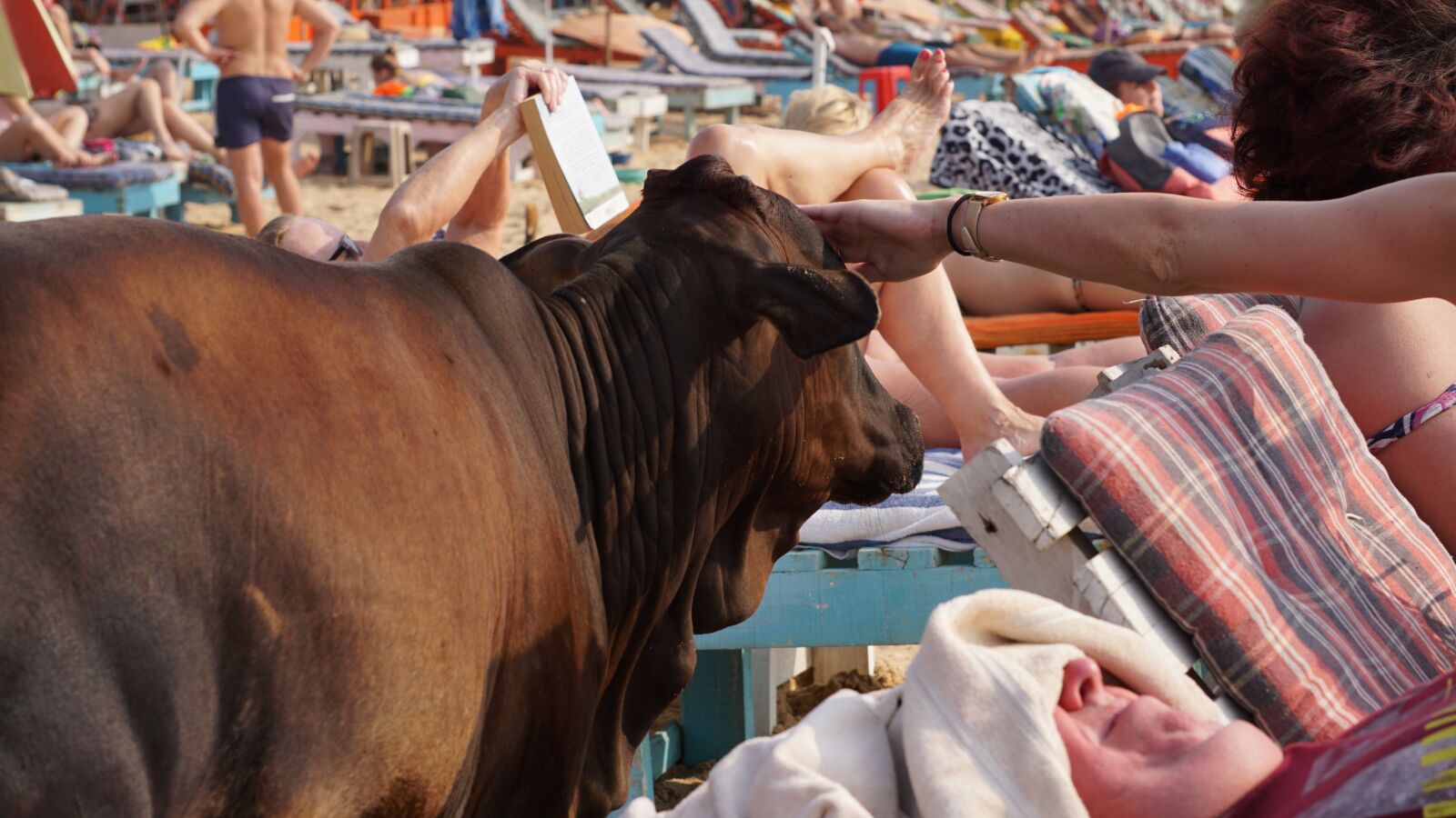 Sony E 55-210mm F4.5-6.3 OSS sample photo. Beach, cow, india photography