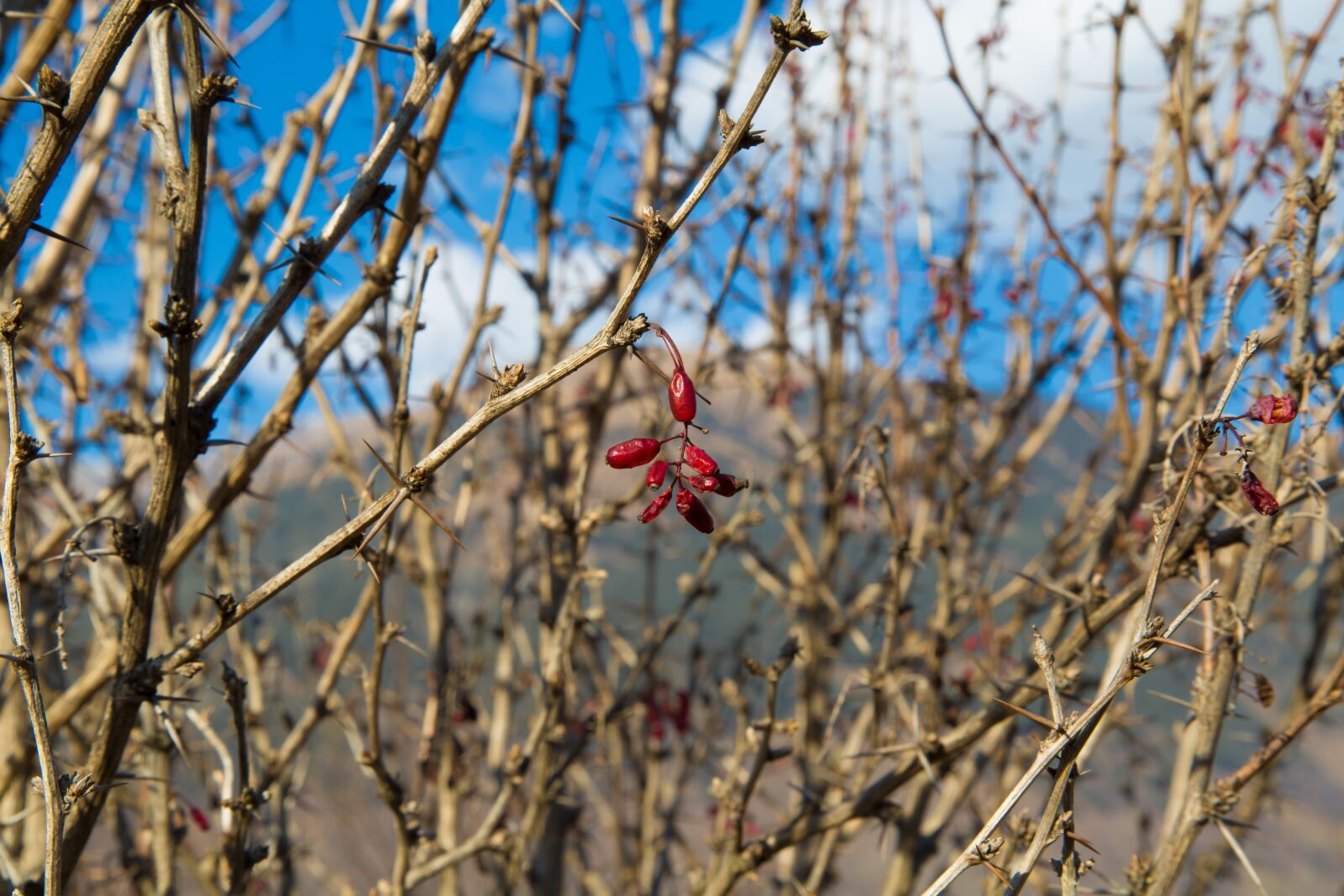 Canon EF 24-105mm F4L IS USM sample photo. Barberry, plants, nature photography