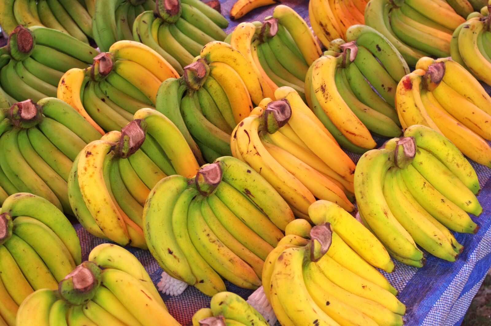 Pentax K-r sample photo. Bananas, banana trees, thai photography