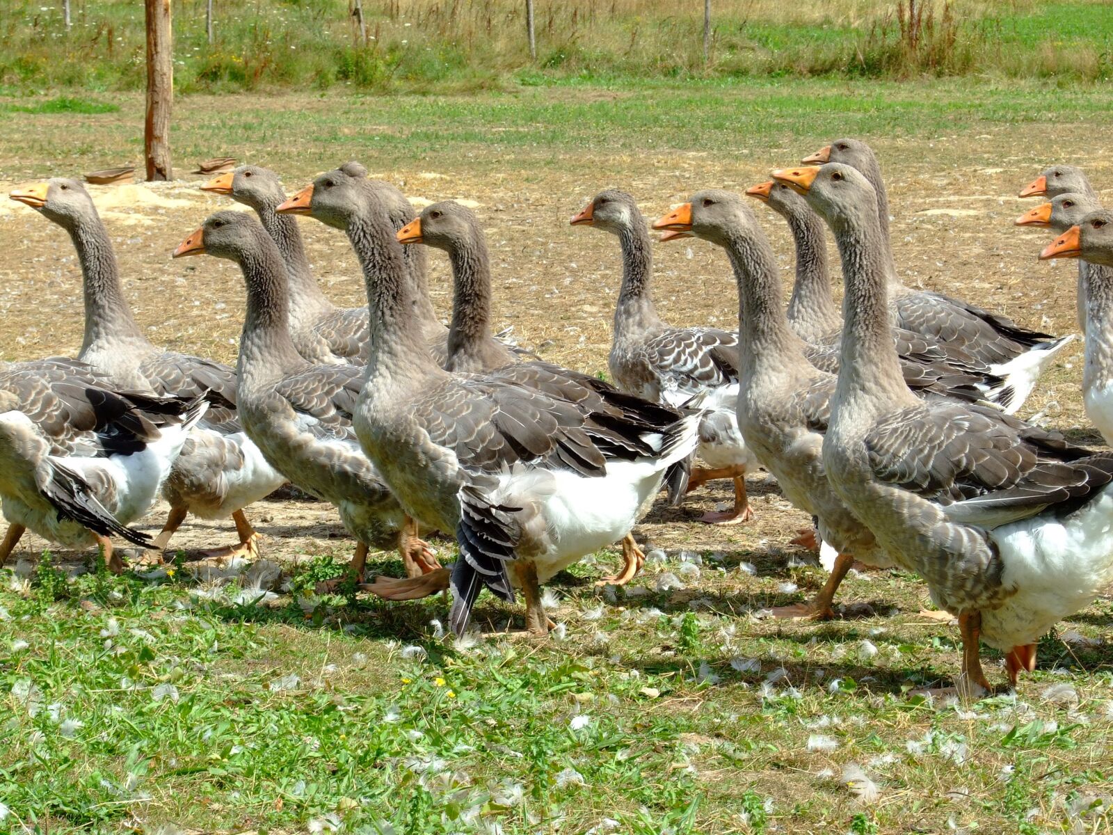 Fujifilm FinePix S6500fd sample photo. Goose, nature, natural photography