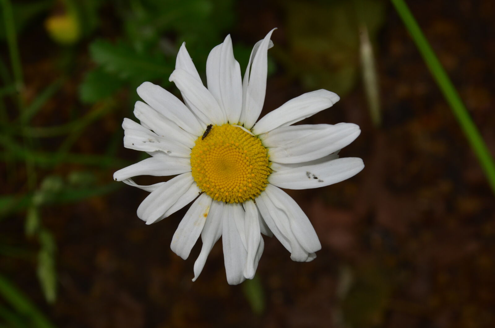 Nikon D7000 sample photo. Daisy photography