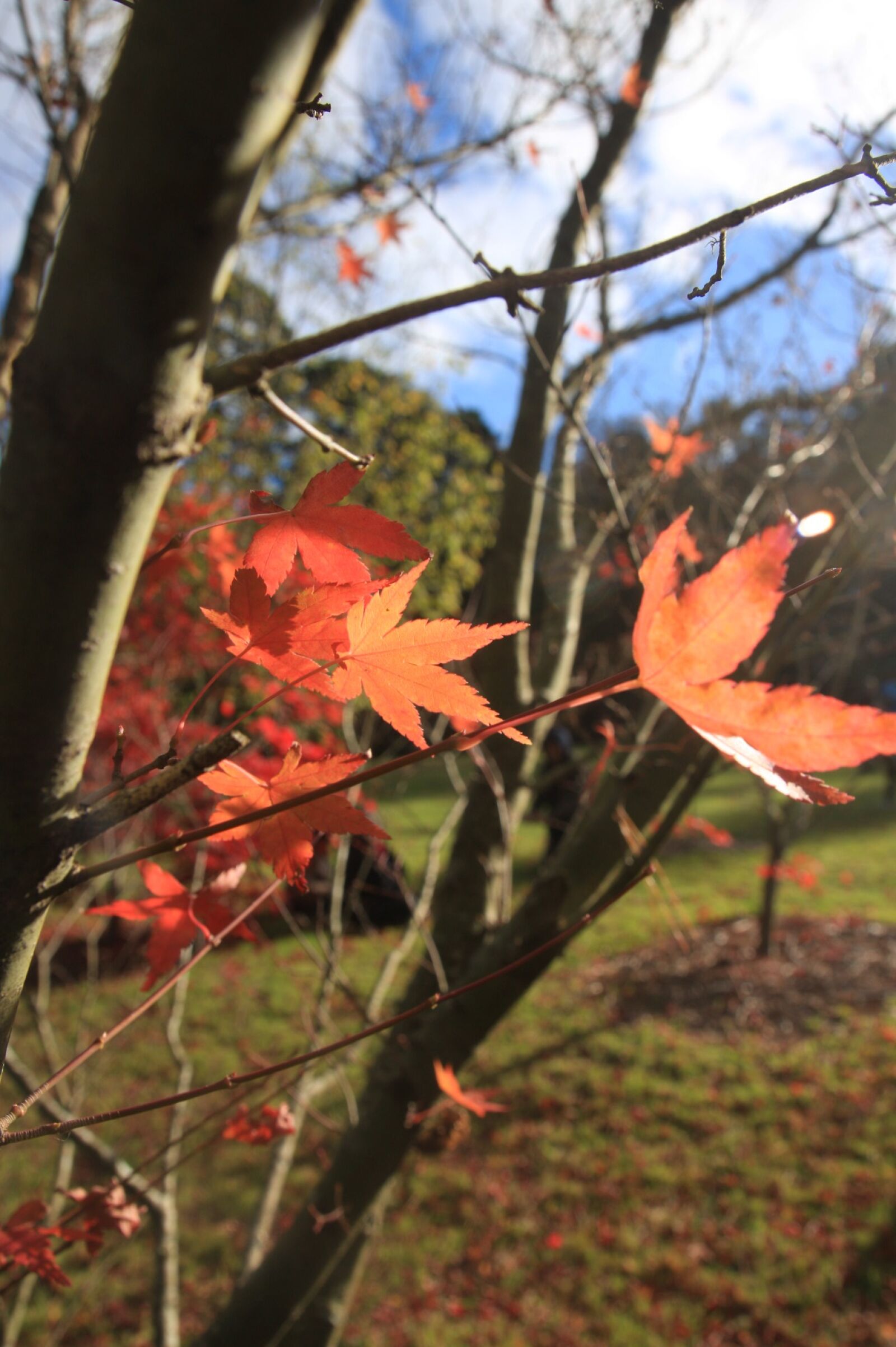 Canon EOS 40D sample photo. Late autumn, blue mountain photography