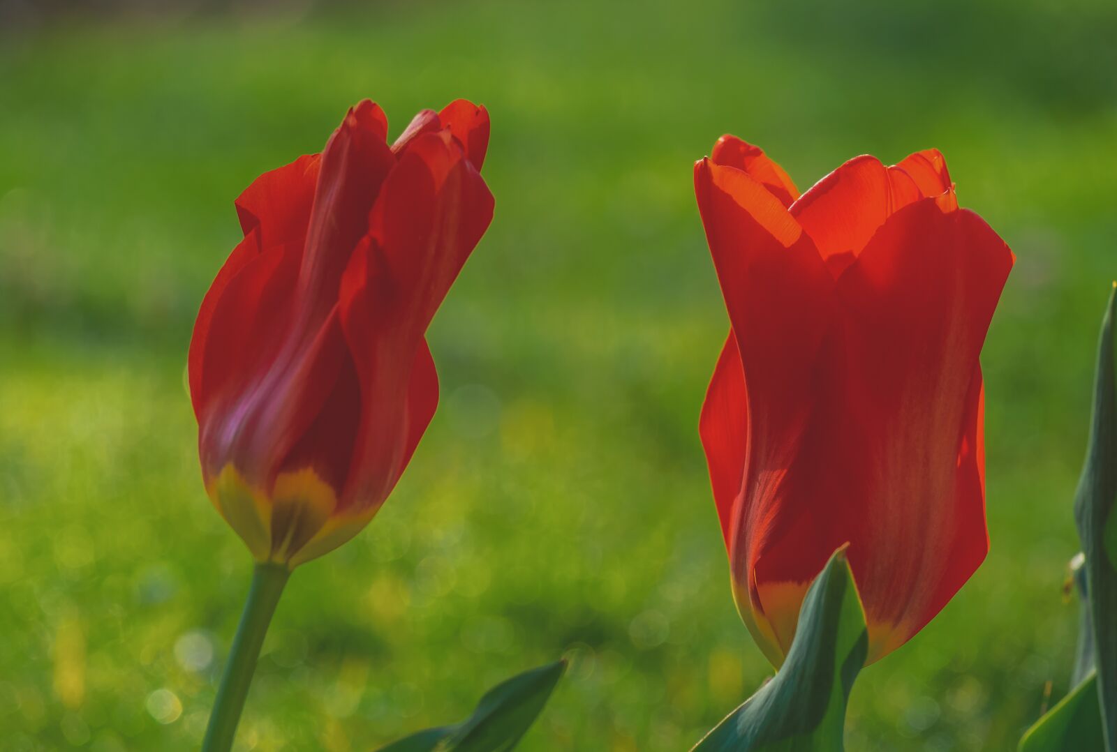 Fujifilm XF 55-200mm F3.5-4.8 R LM OIS sample photo. Tulips, flowers, red photography