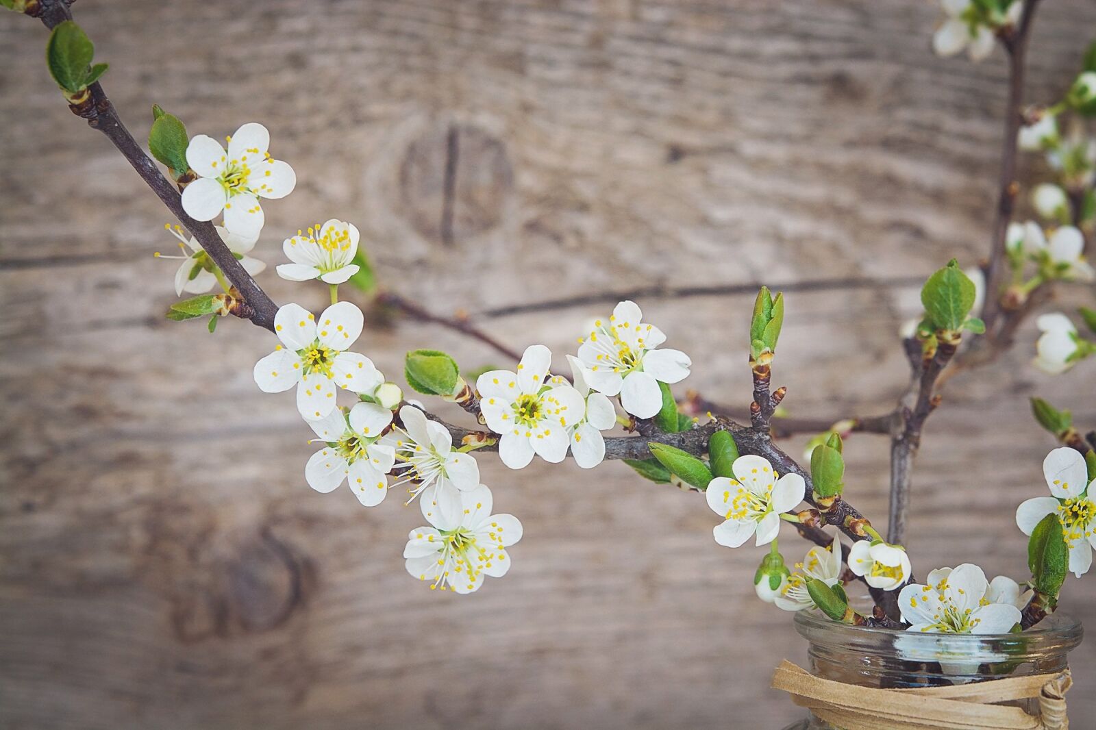 Nikon D7100 sample photo. Cherry blossoms, white, flowers photography