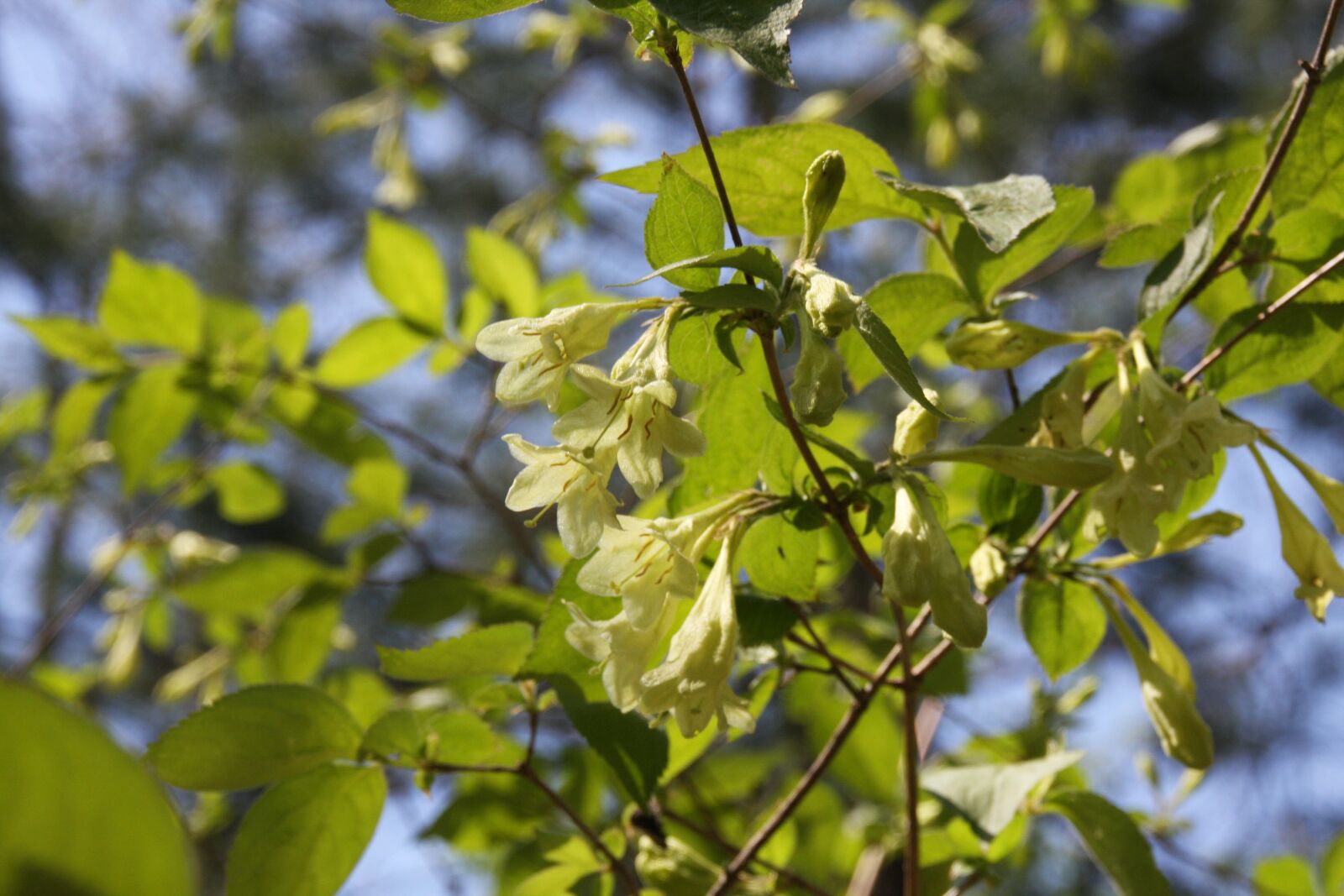 Canon EOS 40D sample photo. Spring, flowers, wood photography