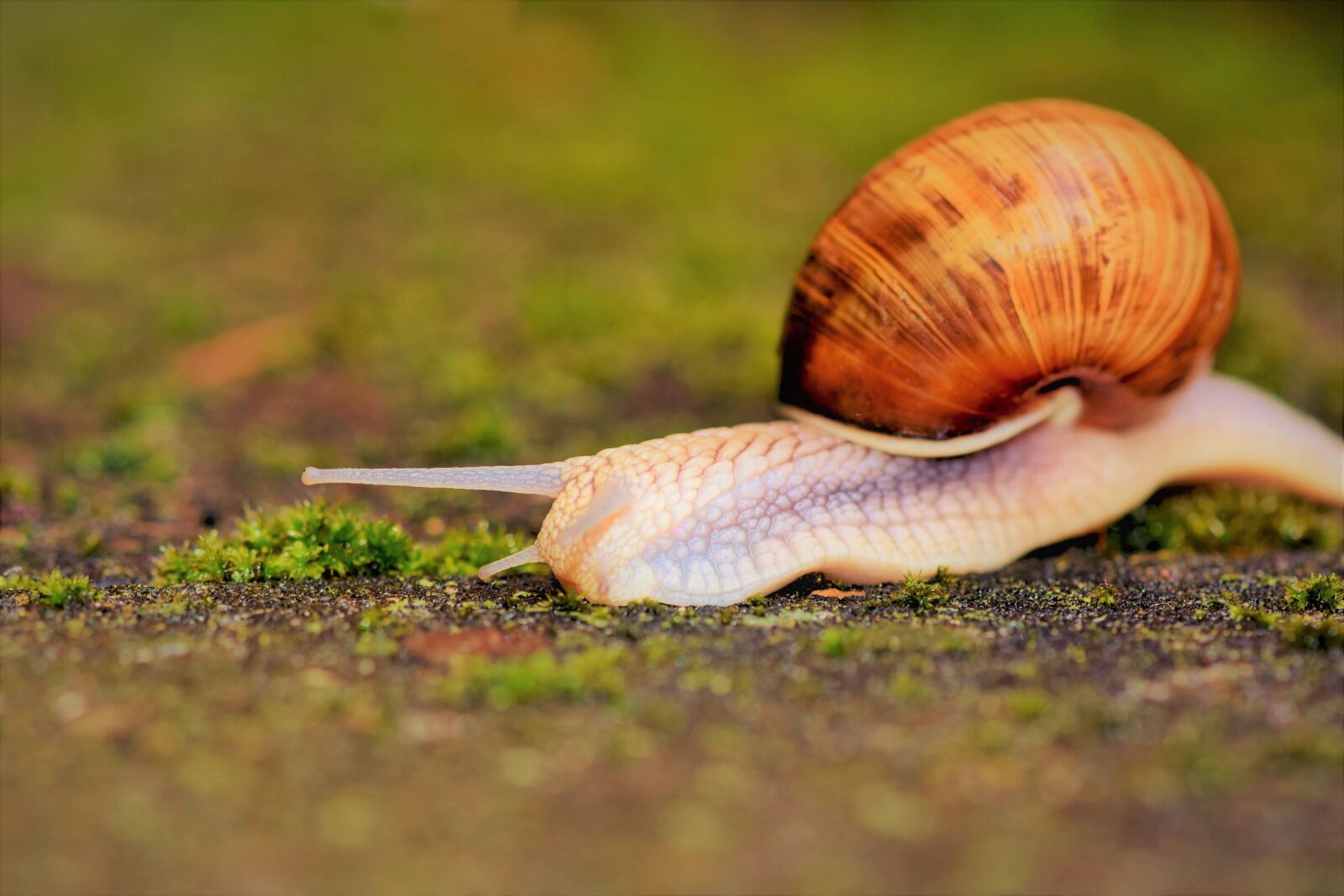Nikon D7200 sample photo. Snail, shell, mollusk photography