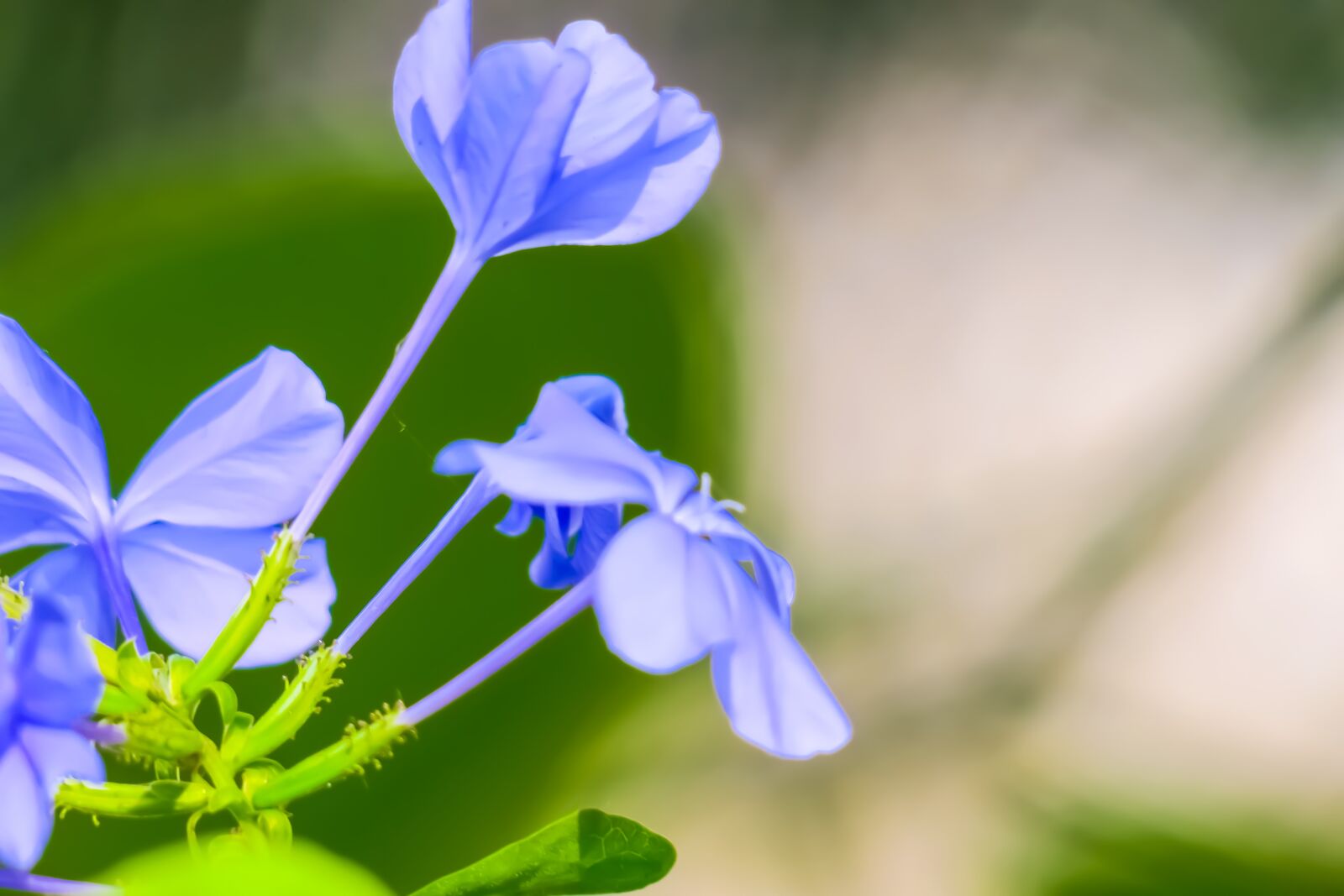 Canon PowerShot G3 X sample photo. Blue flower dan, flower photography