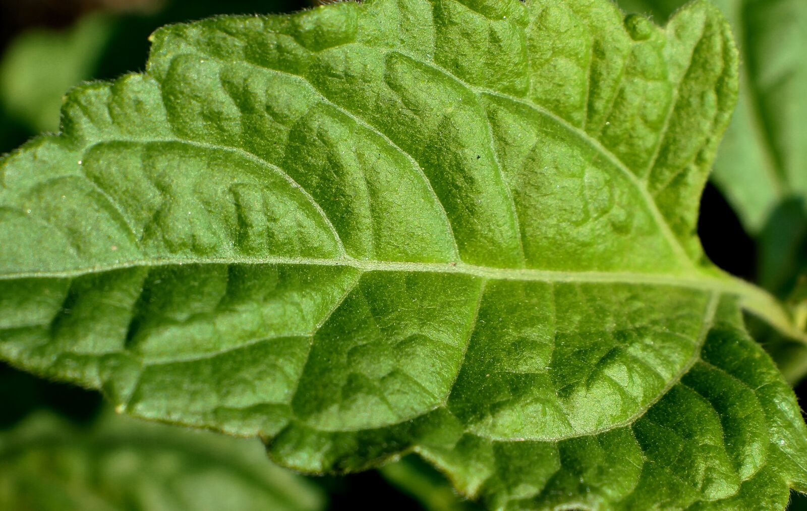 Canon EOS 60D sample photo. Leaf, green, texture photography