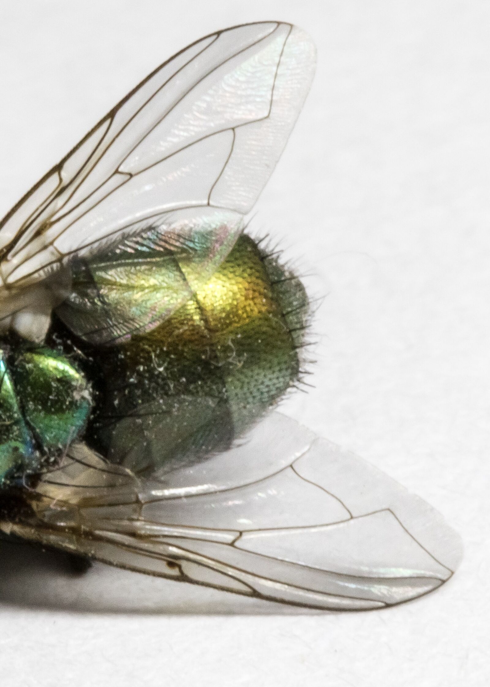 Canon EOS 7D Mark II sample photo. Fly, dead, green photography