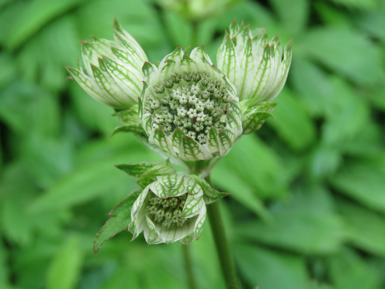Canon PowerShot SX60 HS sample photo. Plant, green, flower photography