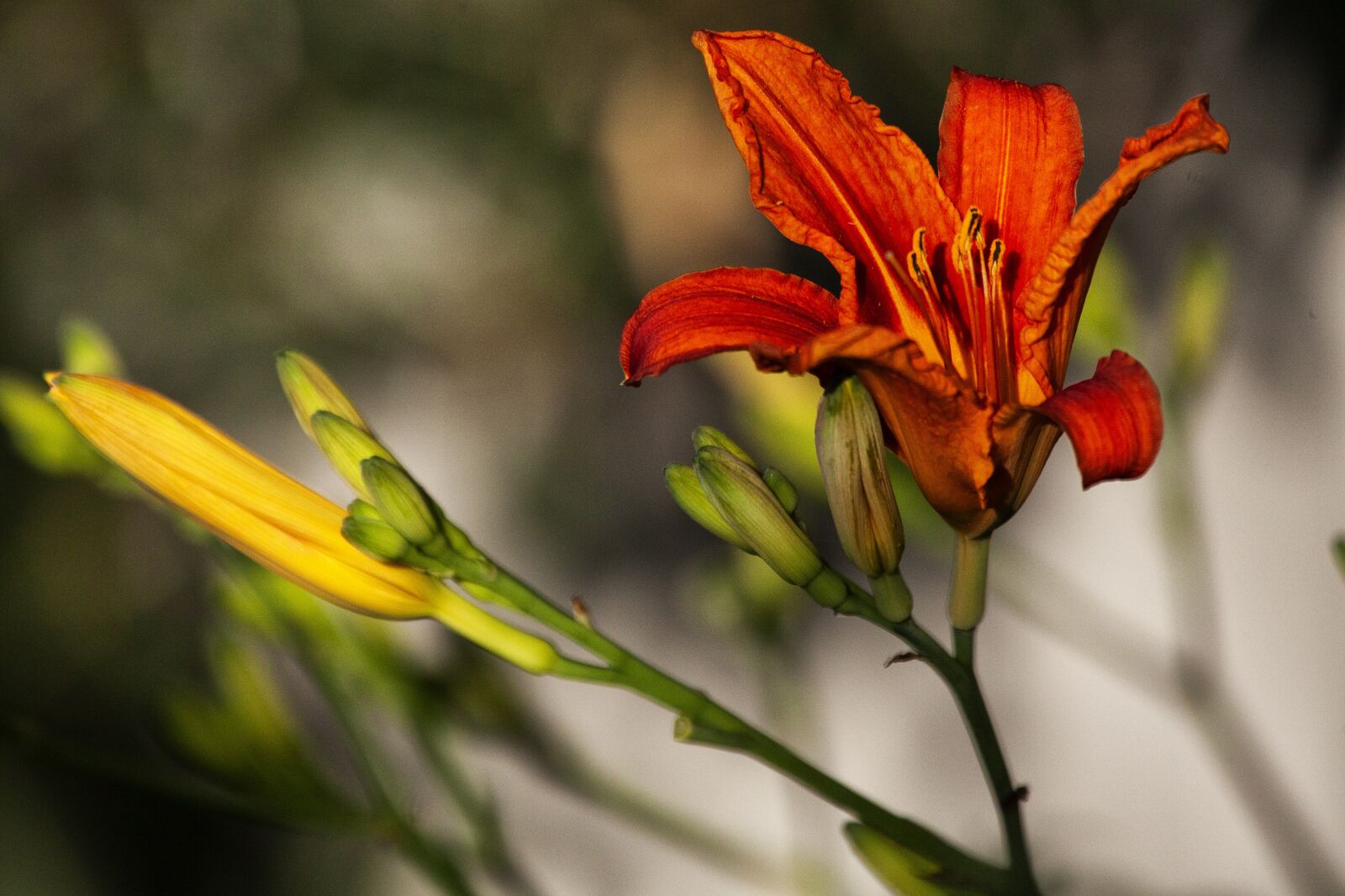 Canon EOS 5D Mark II sample photo. Flower, color, colorful photography