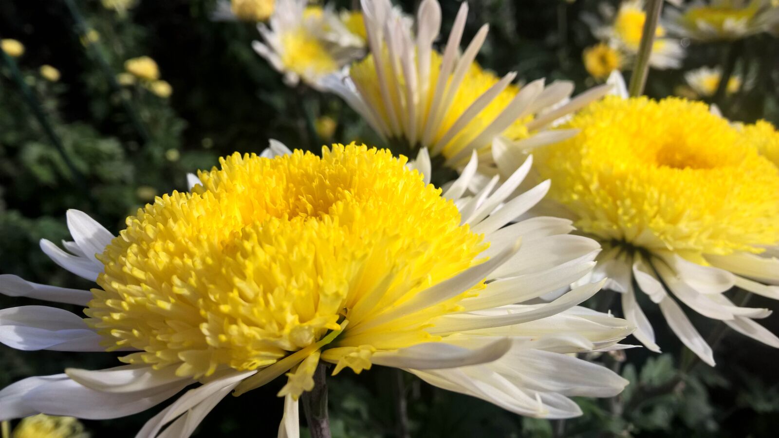 Nokia Lumia 1520 sample photo. Macro, chrysanthemum, garden photography