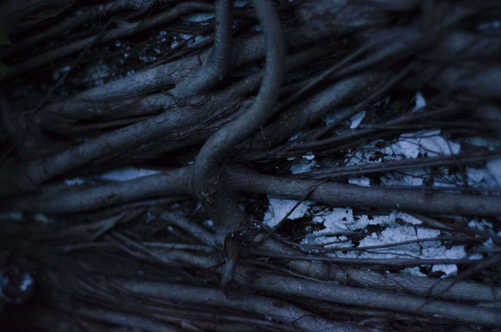 Nikon D7000 sample photo. Evening, roots, tree photography