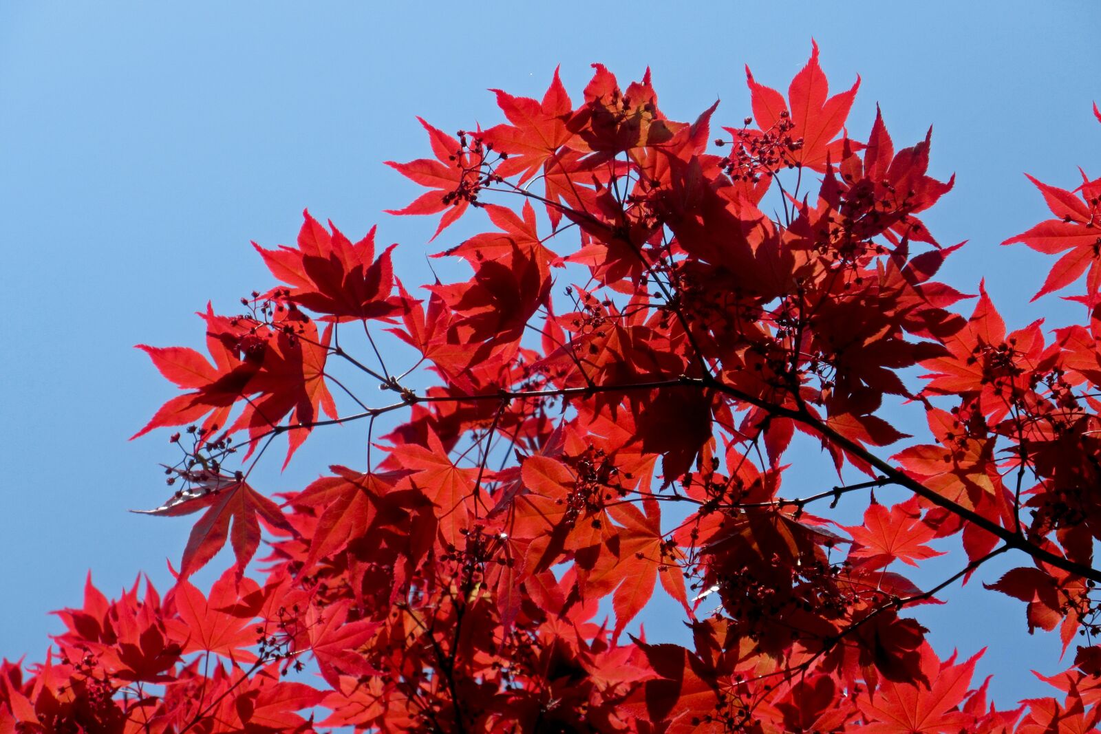 Canon PowerShot ELPH 340 HS (IXUS 265 HS / IXY 630) sample photo. Maple, japanese maple, red photography