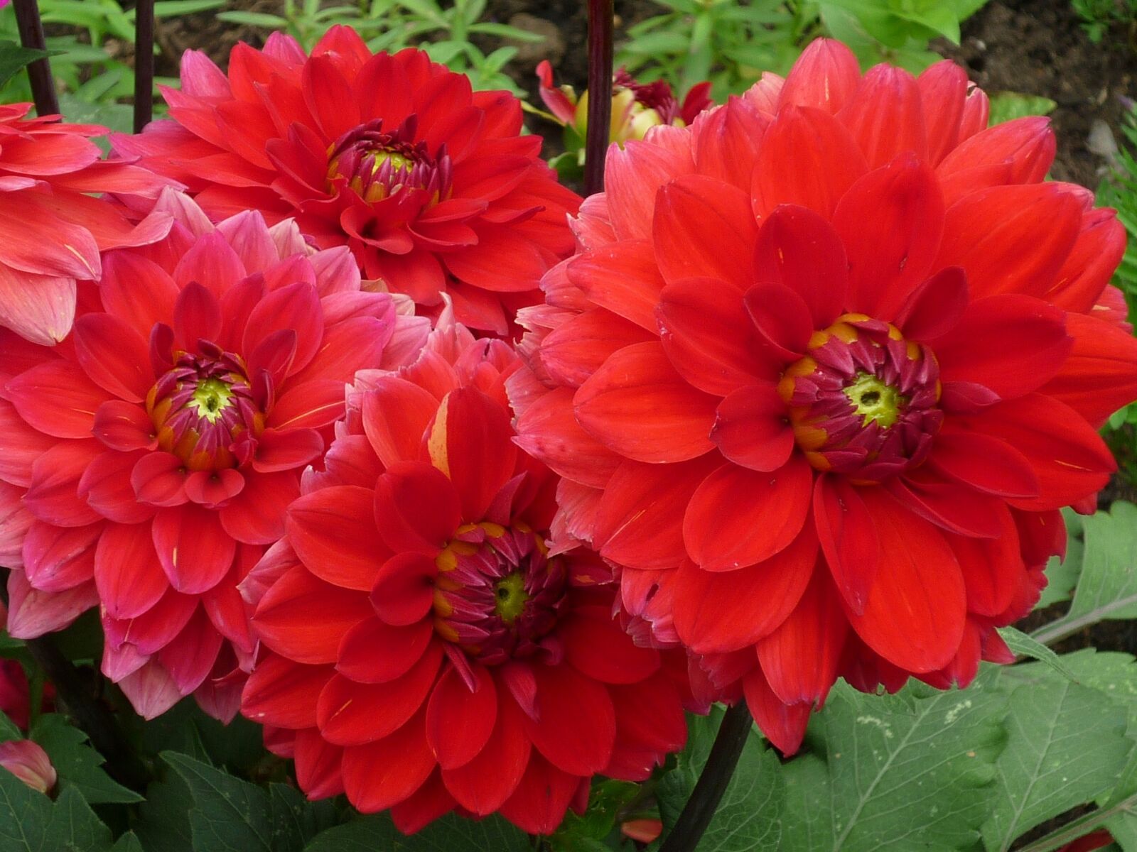Panasonic Lumix DMC-FS6 sample photo. Dahlia, nature, magnificent photography