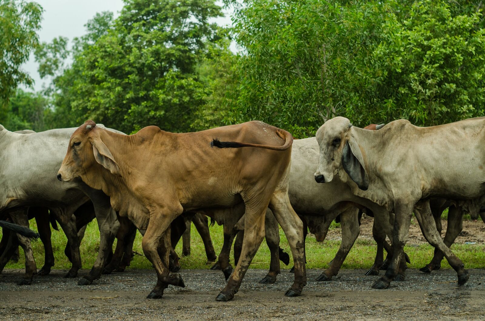 Nikon D5100 sample photo. Cow, nature, green photography