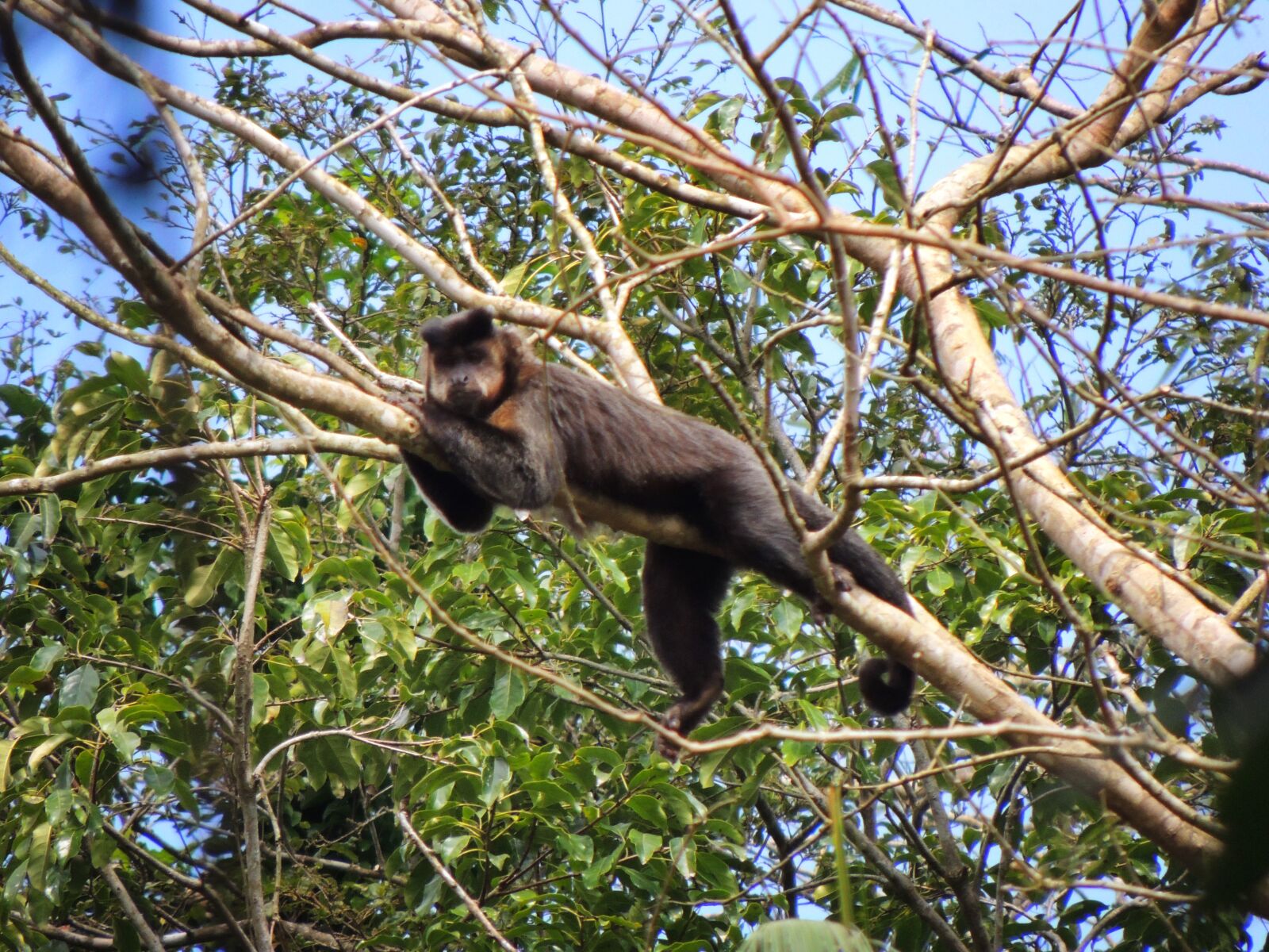 Nikon Coolpix P510 sample photo. Capuchin monkey, brazil, mata photography