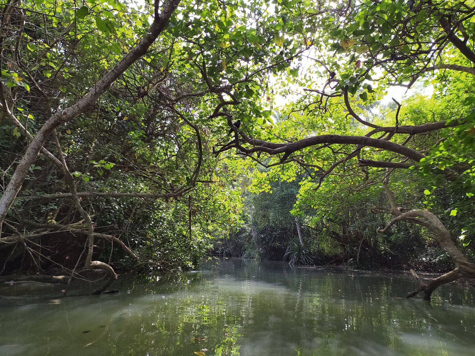 Xiaomi Redmi Note 8 sample photo. Forest, tropical, water photography