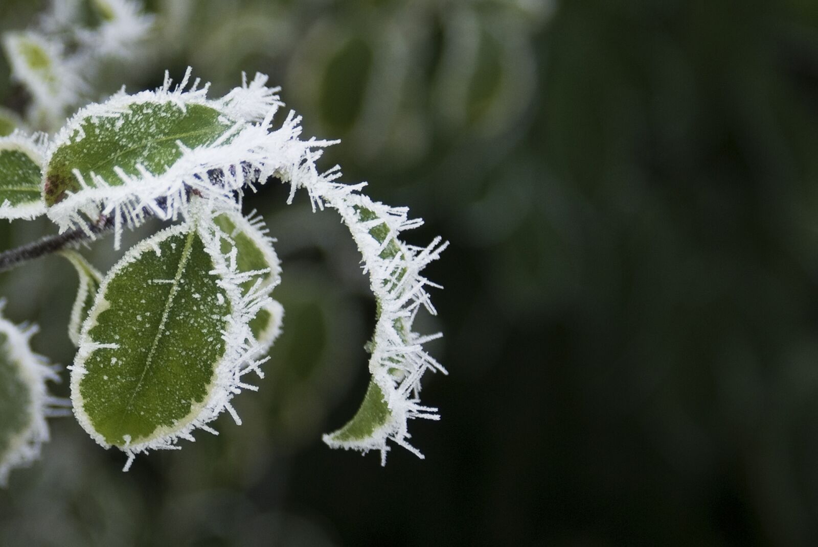 Sony Alpha DSLR-A100 sample photo. Leaves, frozen, winter photography