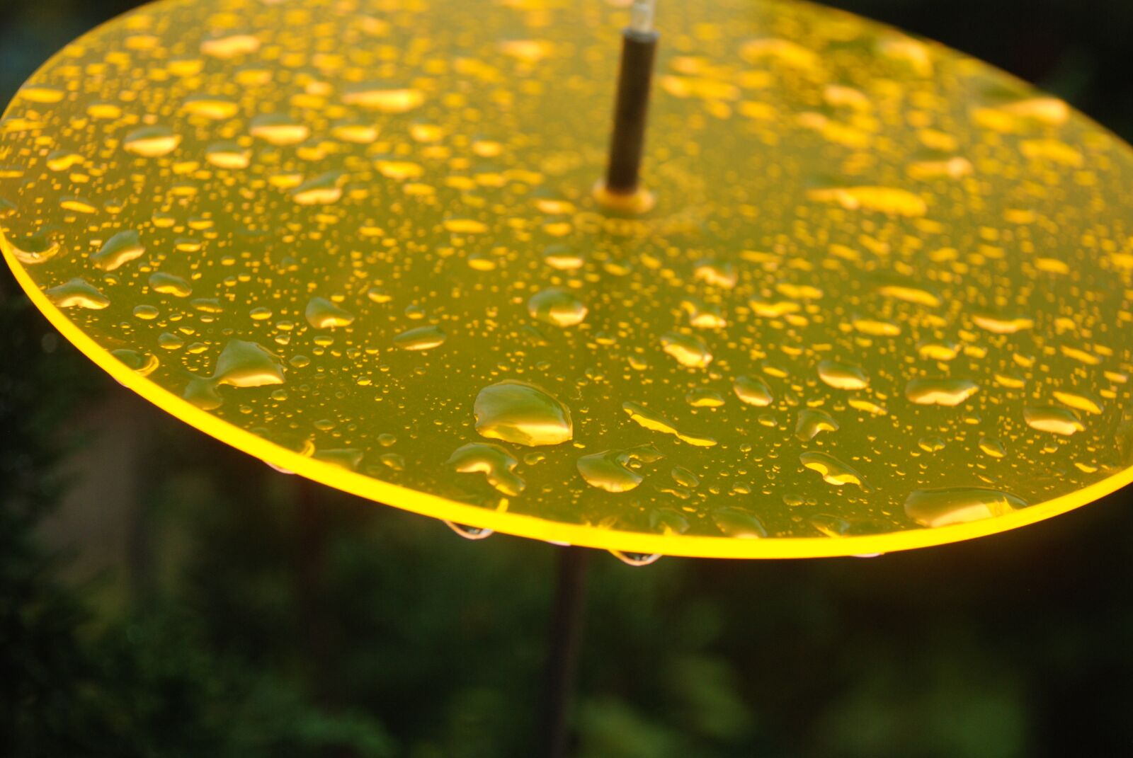 Nikon D80 sample photo. Sun, yellow, shining photography