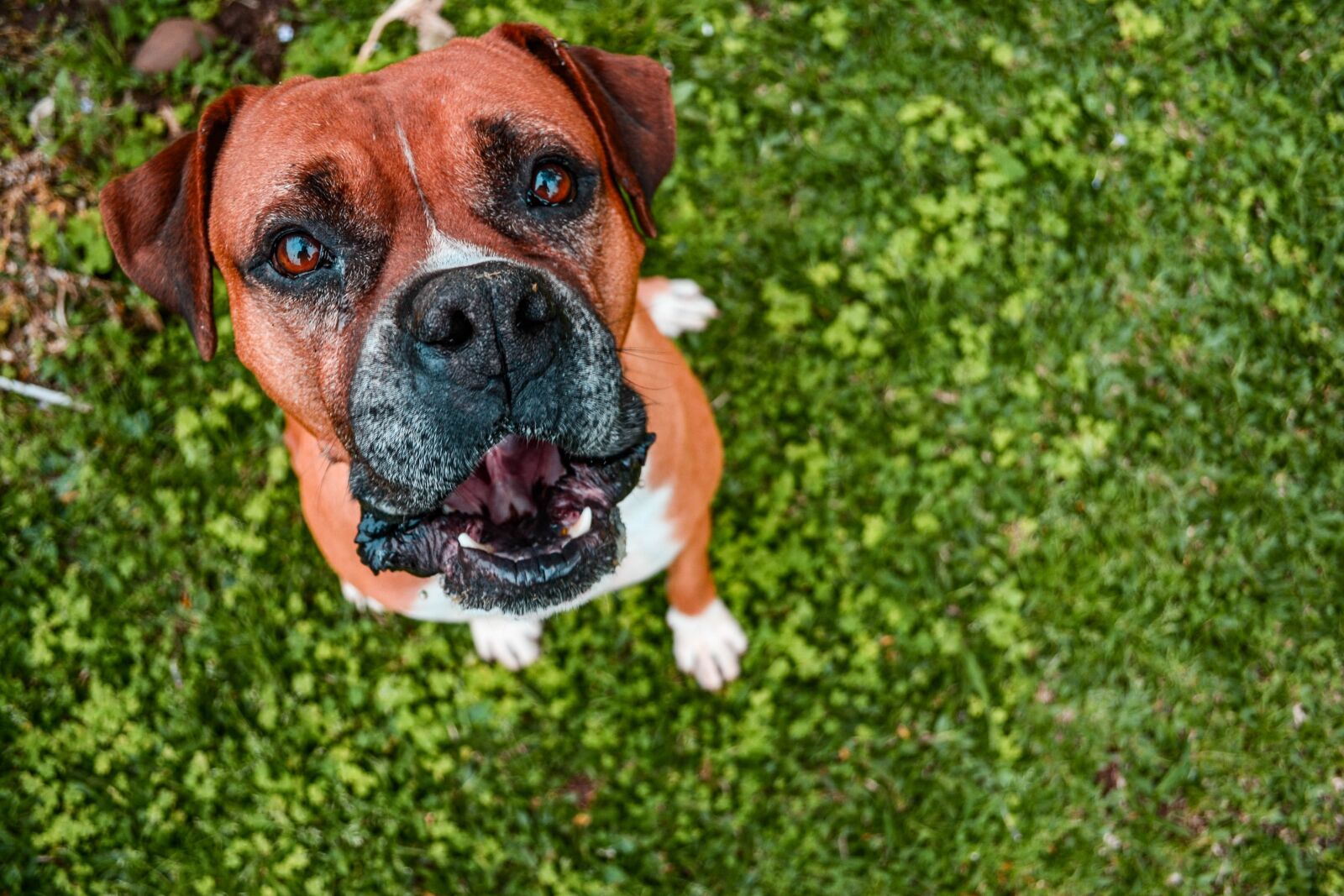 Nikon D3100 sample photo. Dog, grass, nature photography