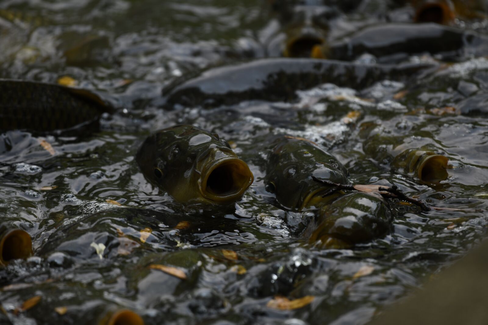 Nikon D850 sample photo. Fish, water, carp photography