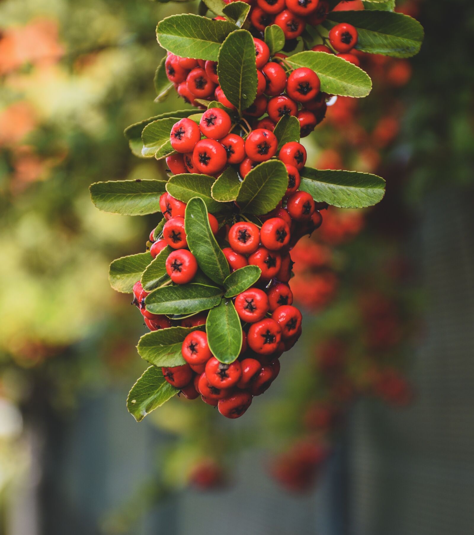Nikon D5600 sample photo. Red berries, greenery, leaves photography