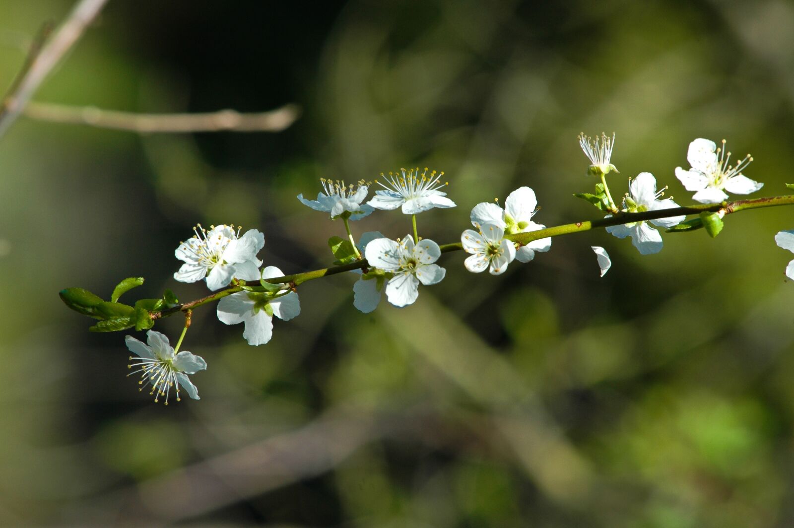 Nikon D70 sample photo. Blossoms, flowers, forest photography