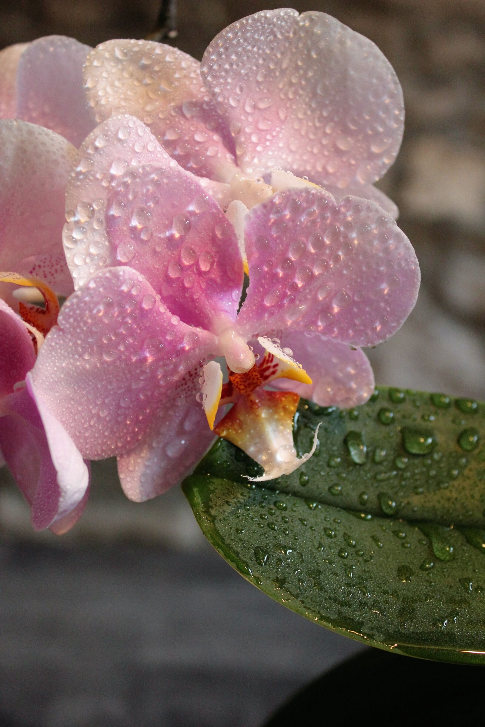 Canon EOS 550D (EOS Rebel T2i / EOS Kiss X4) sample photo. Orchid, flowers, pink photography