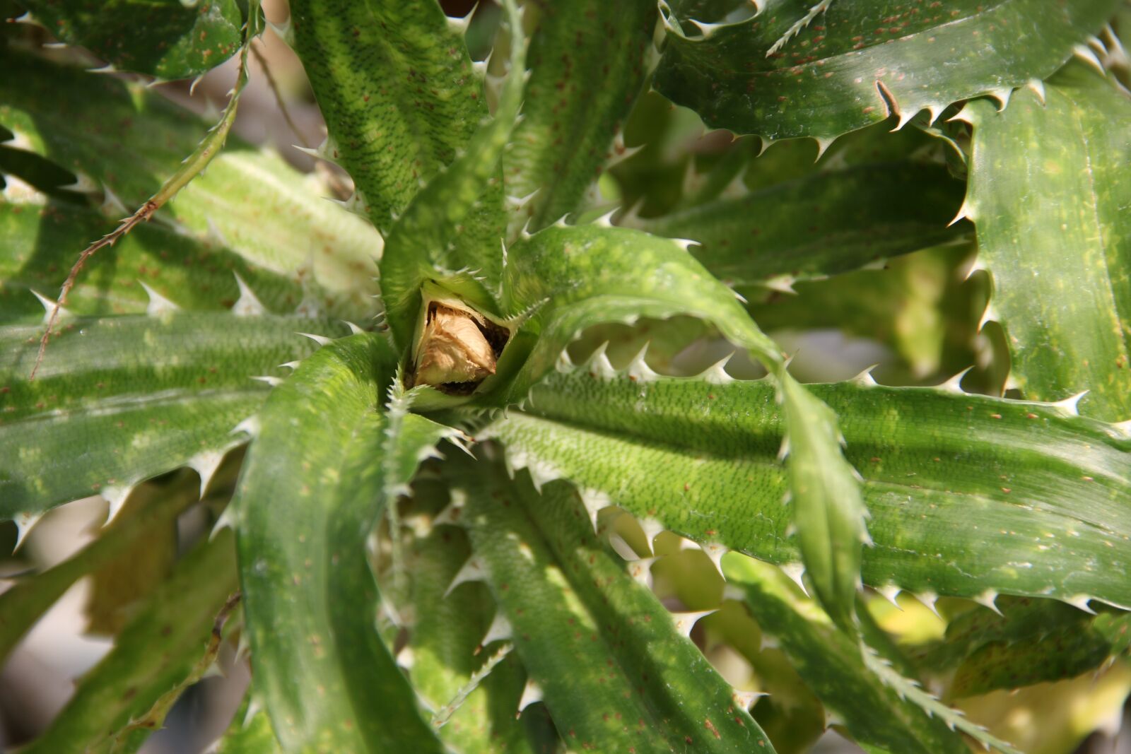 Canon EOS 60D sample photo. Cactus, close up, greenhouse photography