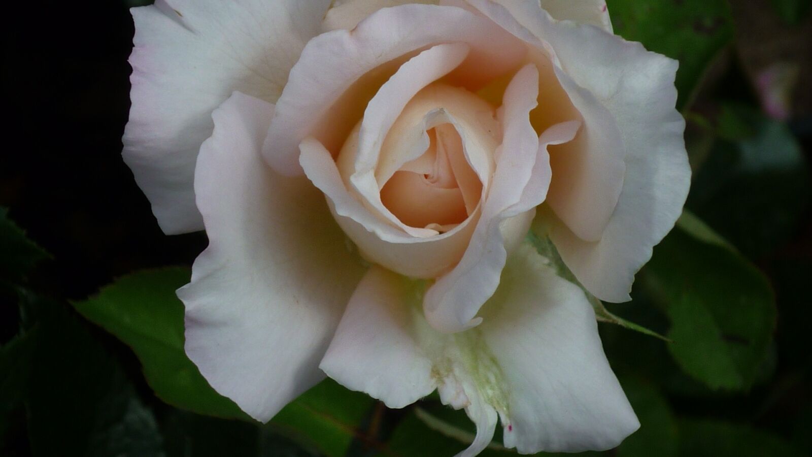 Panasonic Lumix DMC-FS6 sample photo. Rose, garden flower, blossom photography