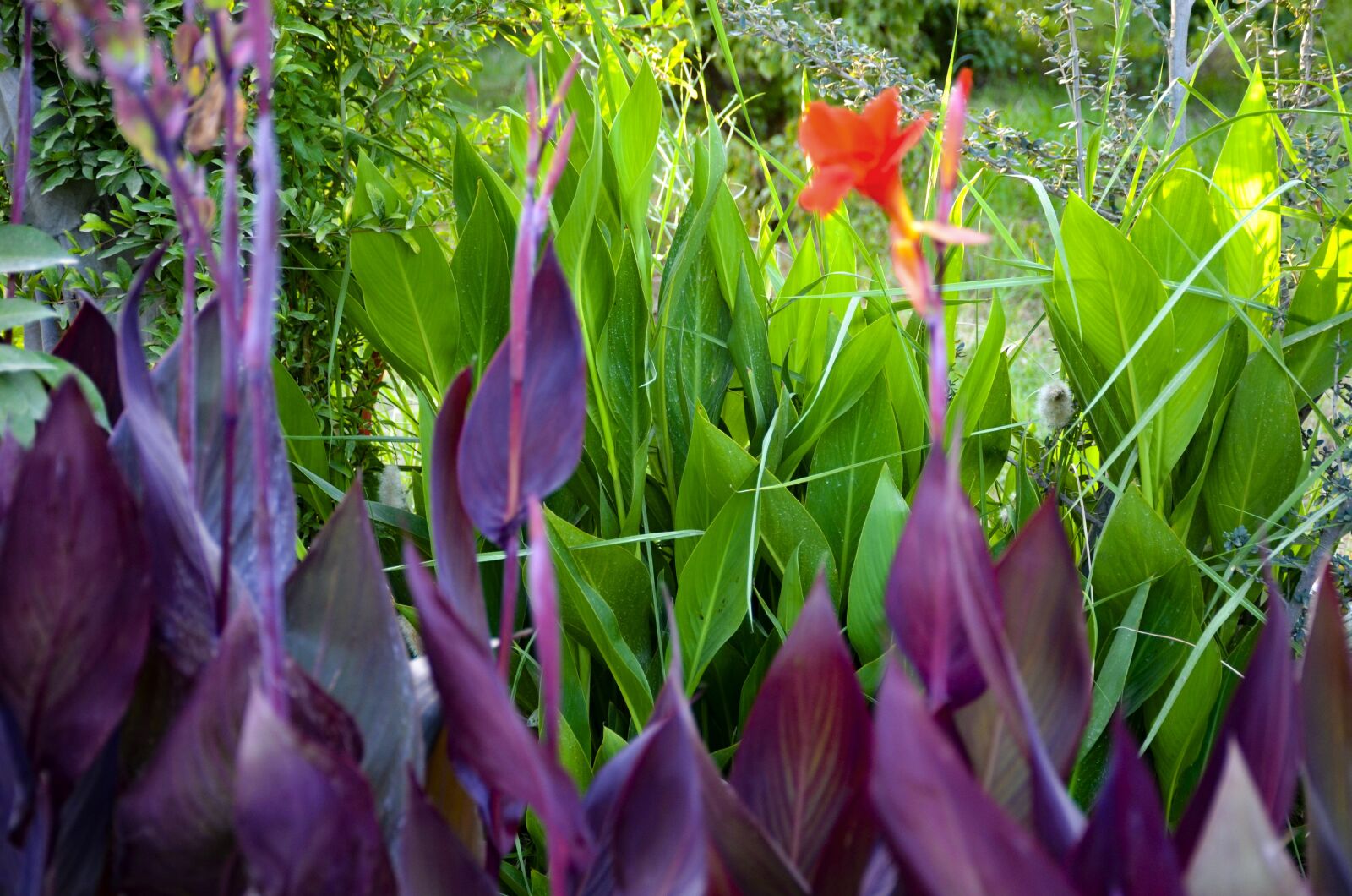 Nikon D7000 sample photo. Garden, flowers, nature photography