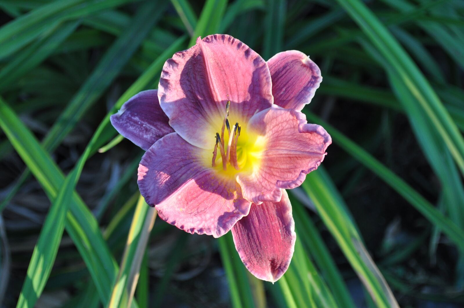 Nikon D5000 sample photo. Blossom, flower, plant photography
