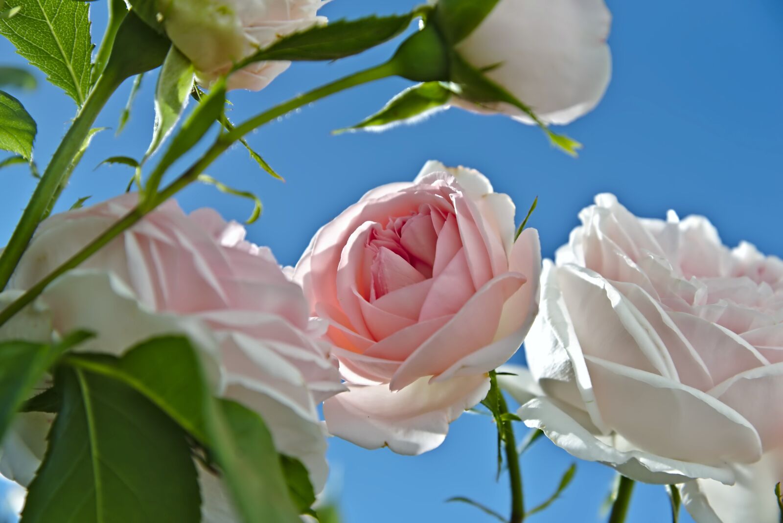 Nikon D750 sample photo. Roses, pink, white photography