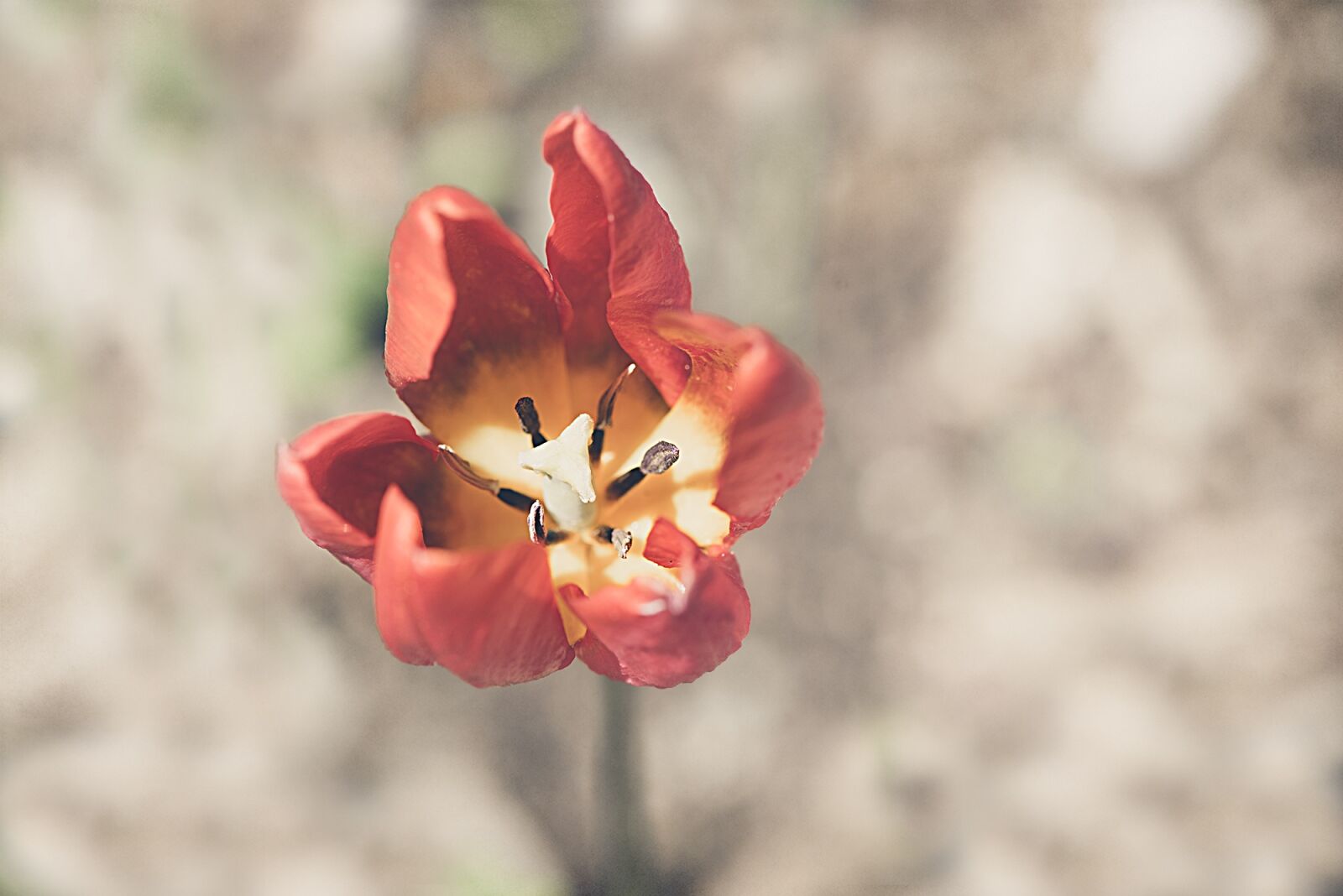 Nikon D750 sample photo. Tulip, flower, orange photography