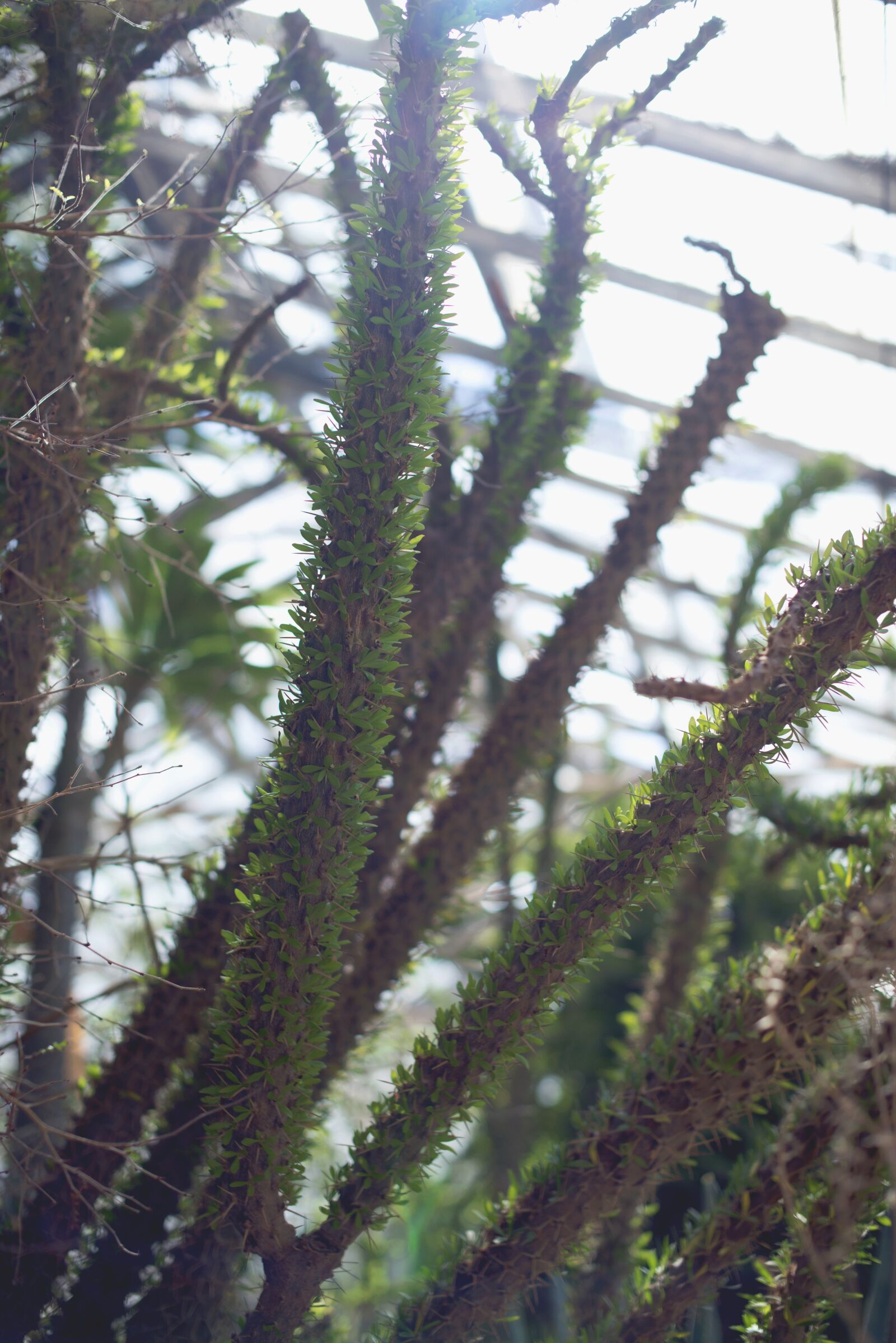 Nikon D800 sample photo. Succulents, green house, cactus photography