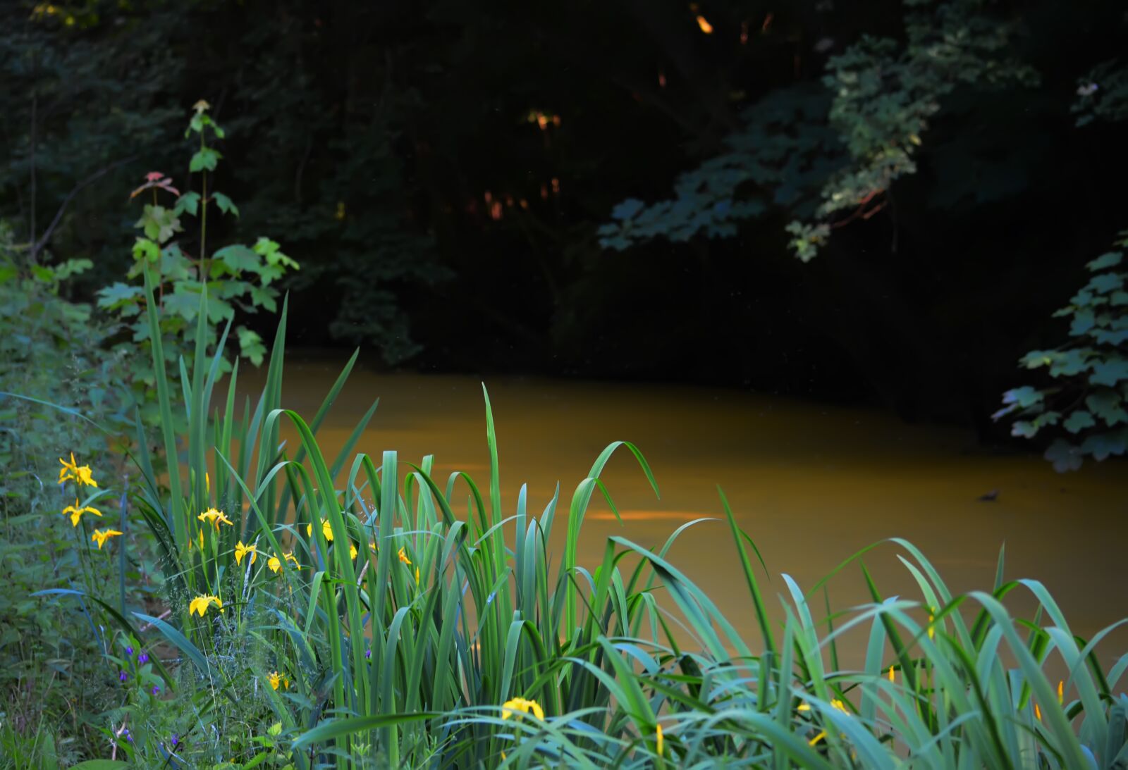 Nikon D5200 sample photo. Swamp, pond, grass photography